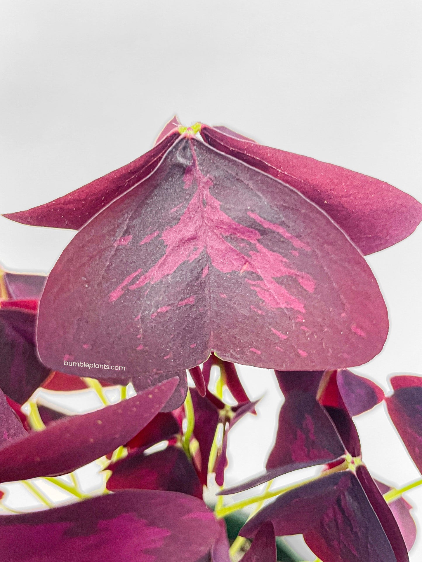 Oxalis Triangularis Purple False Shamrock by Bumble Plants