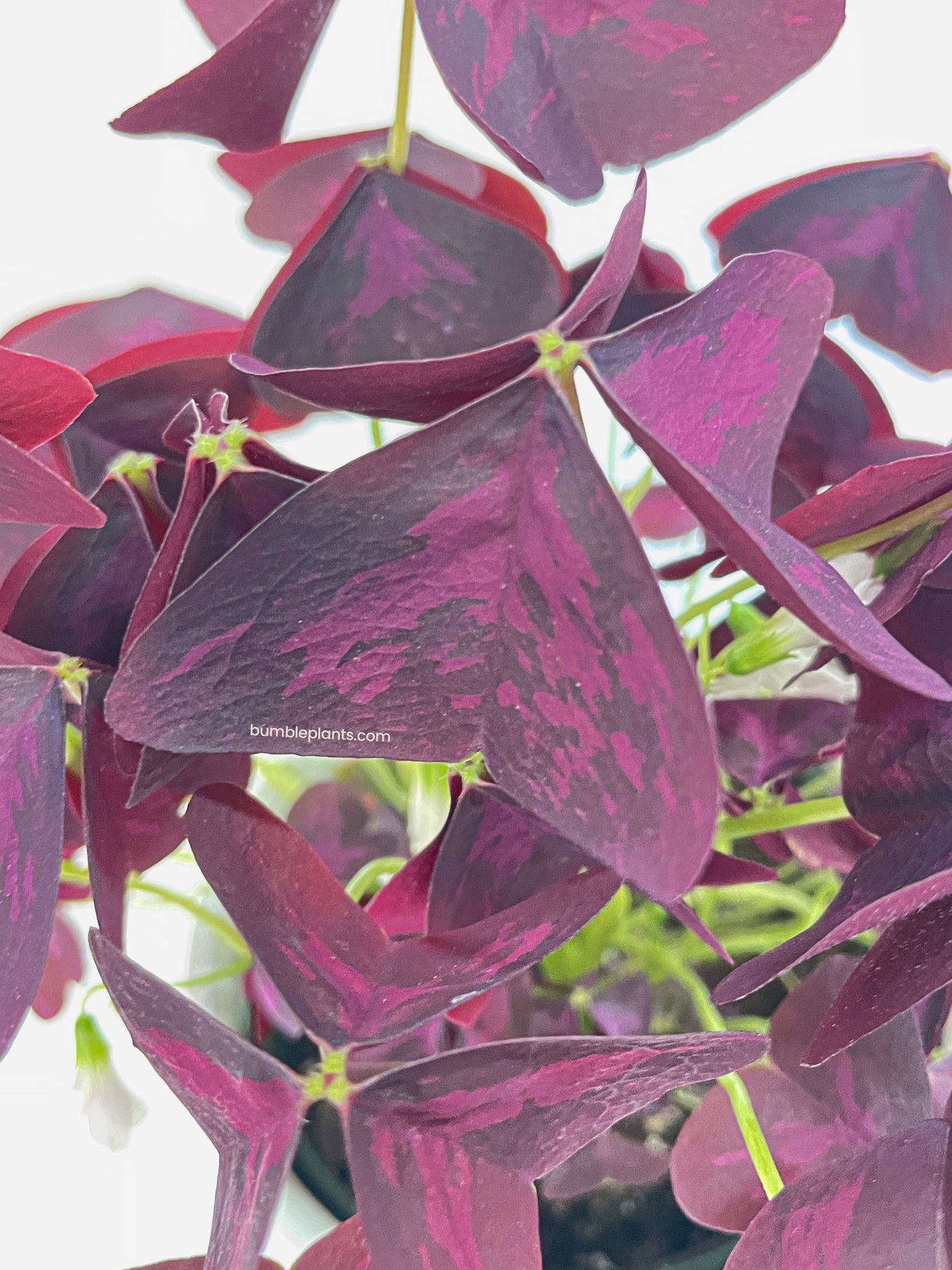 Oxalis Triangularis Purple False Shamrock by Bumble Plants