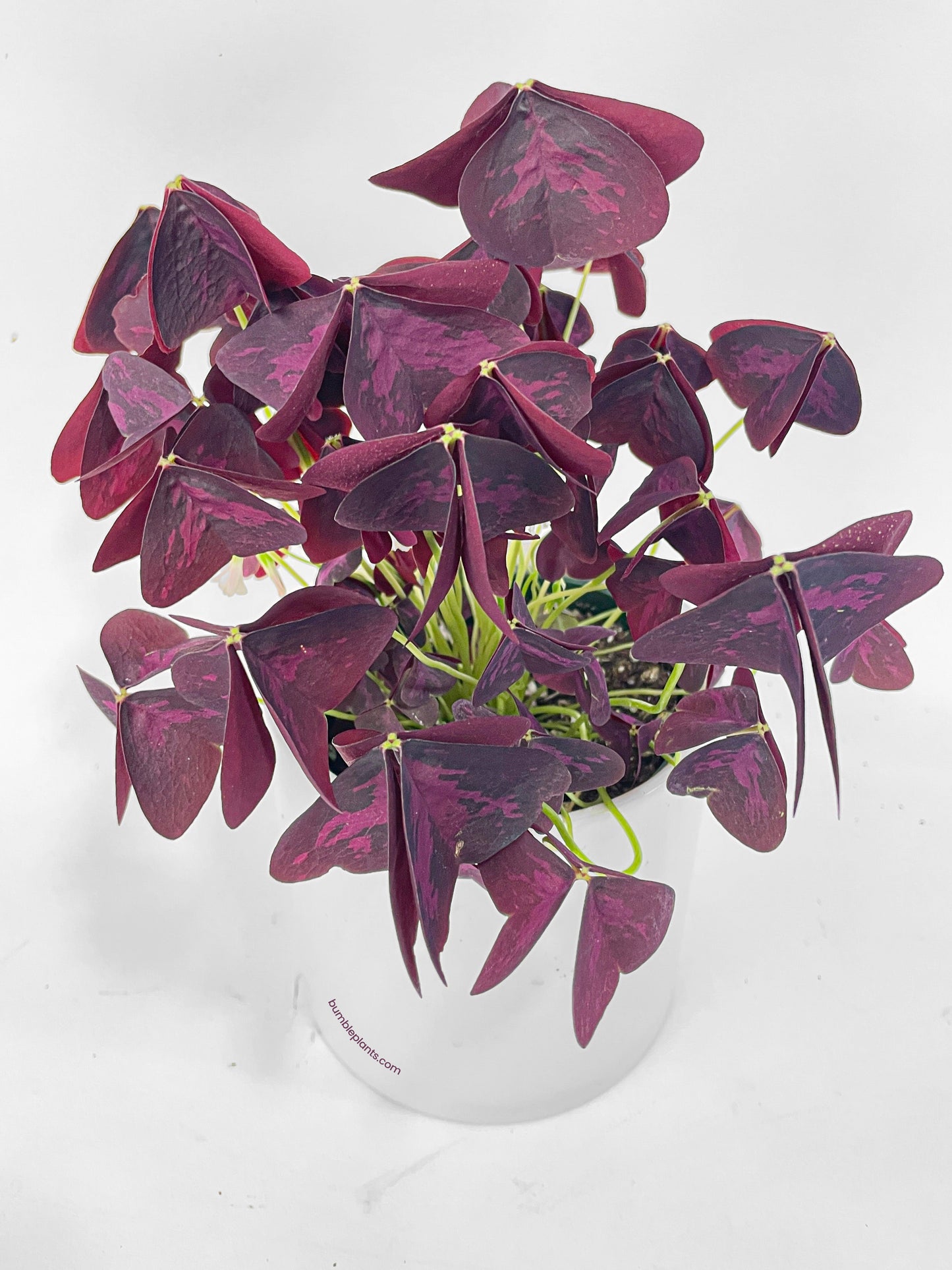 Oxalis Triangularis Purple False Shamrock by Bumble Plants