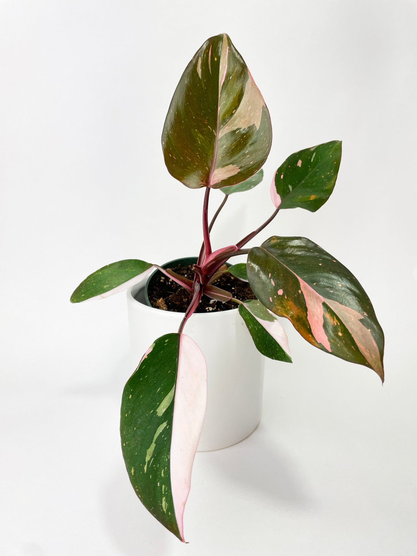 Philodendron Pink Princess by Bumble Plants