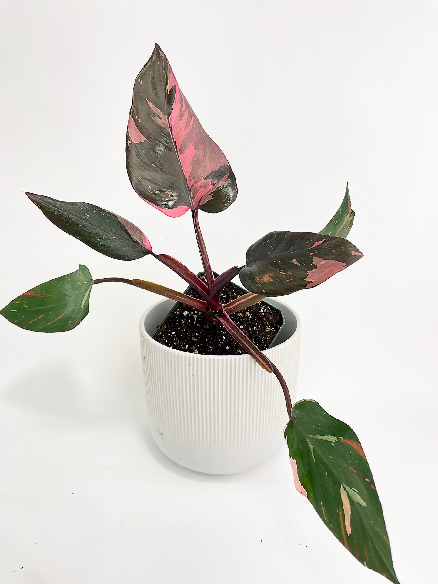 Philodendron Pink Princess by Bumble Plants