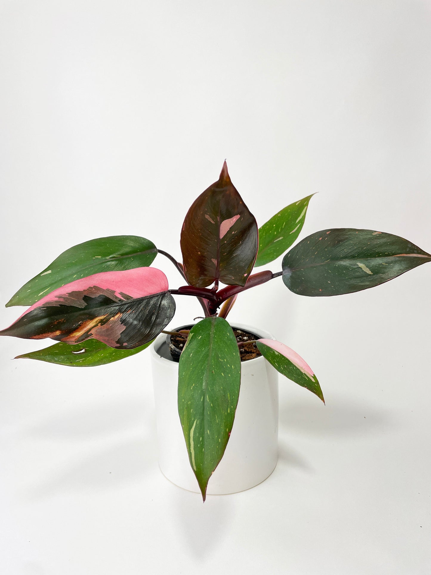 Philodendron Pink Princess by Bumble Plants