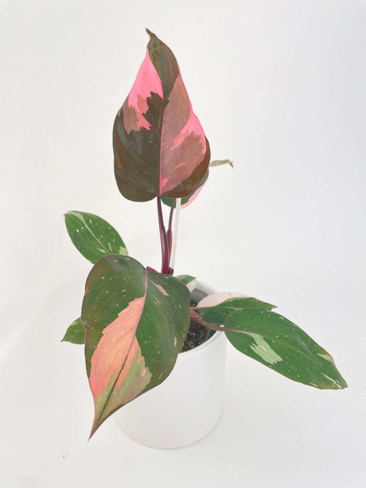 Philodendron Pink Princess by Bumble Plants