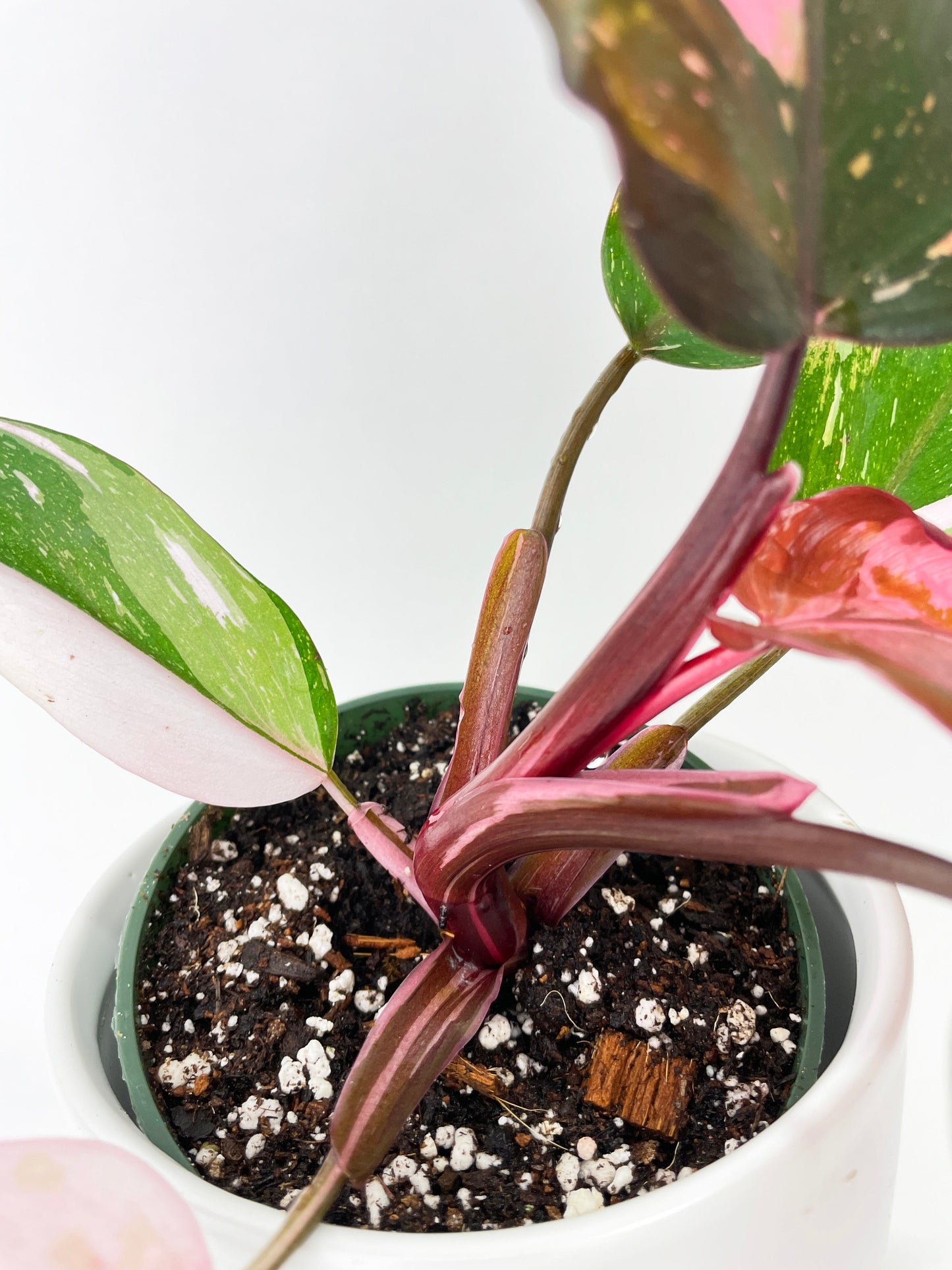 Philodendron Pink Princess by Bumble Plants