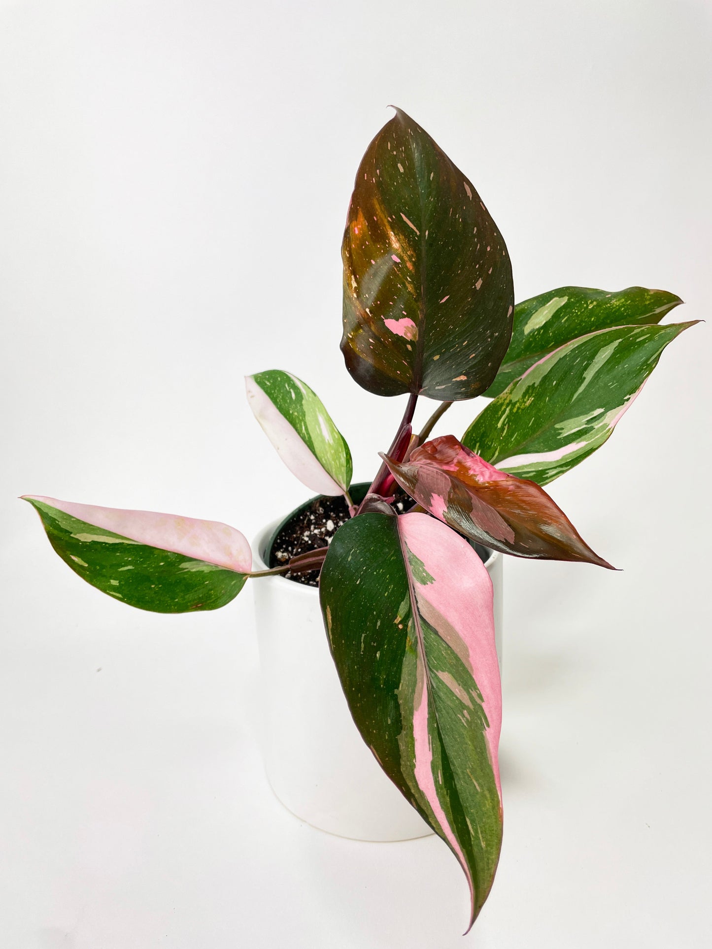 Philodendron Pink Princess by Bumble Plants