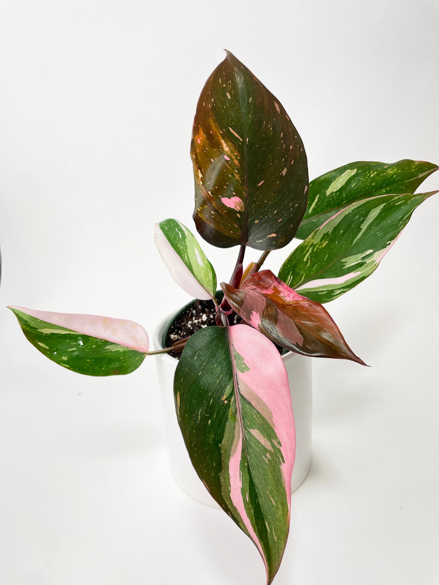 Philodendron Pink Princess by Bumble Plants