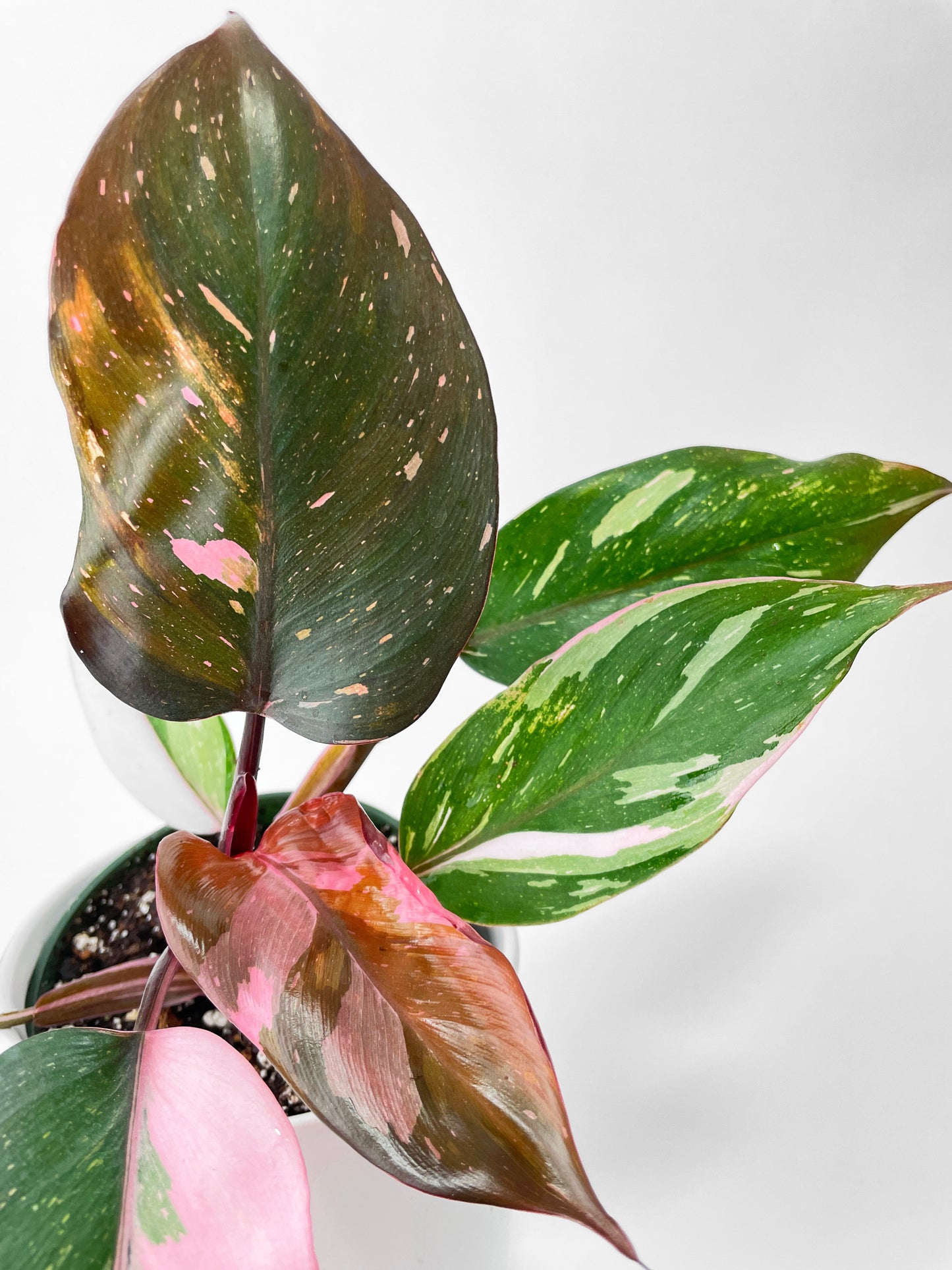 Philodendron Pink Princess by Bumble Plants