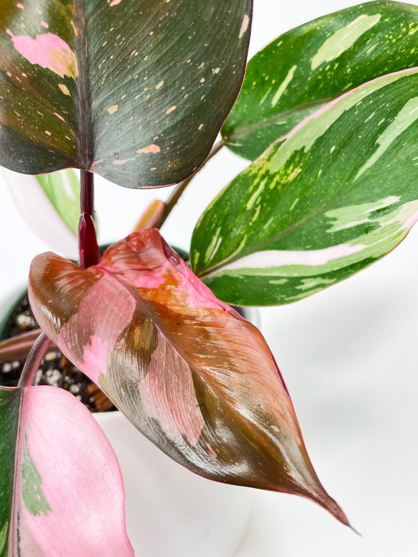 Philodendron Pink Princess by Bumble Plants