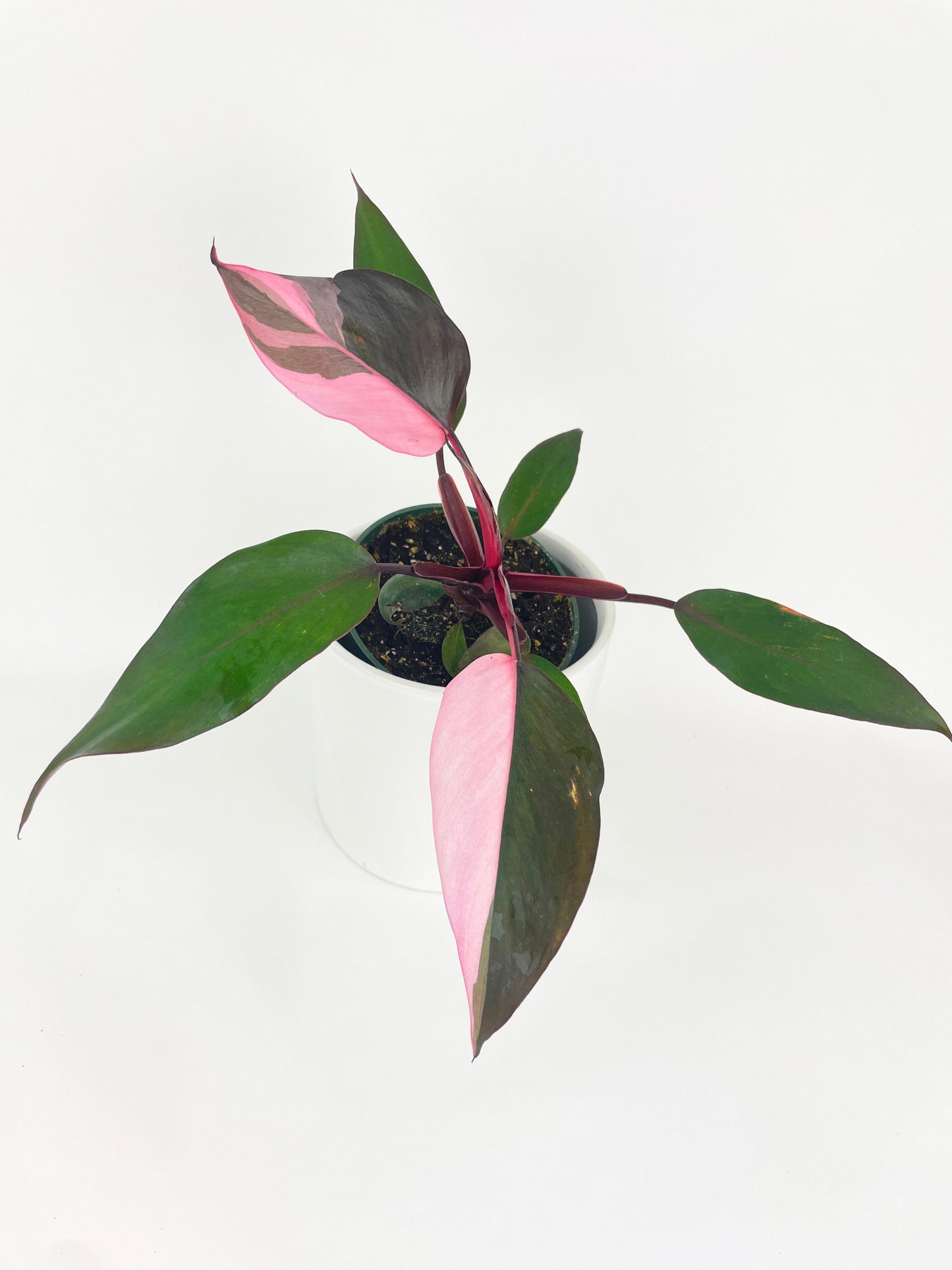 Philodendron Pink Princess by Bumble Plants