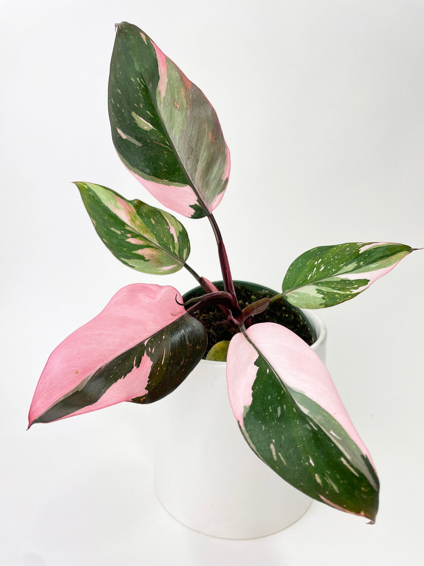 Philodendron Pink Princess by Bumble Plants