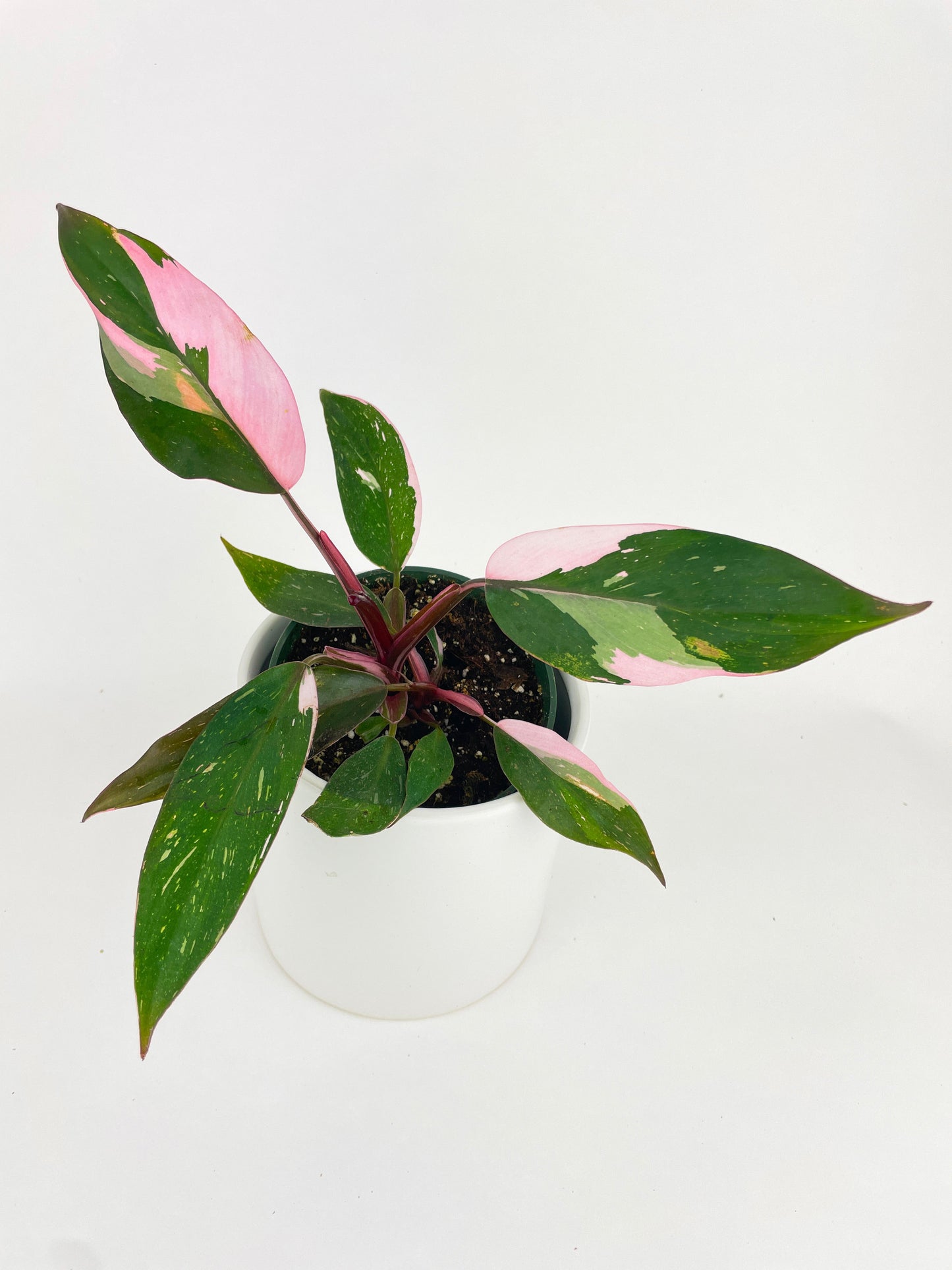 Philodendron Pink Princess by Bumble Plants