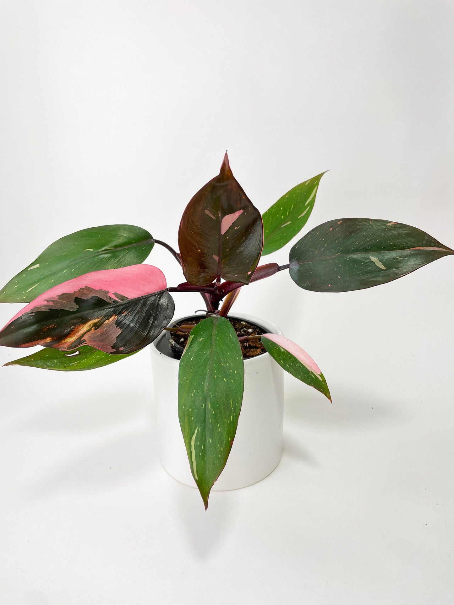 Philodendron Pink Princess by Bumble Plants