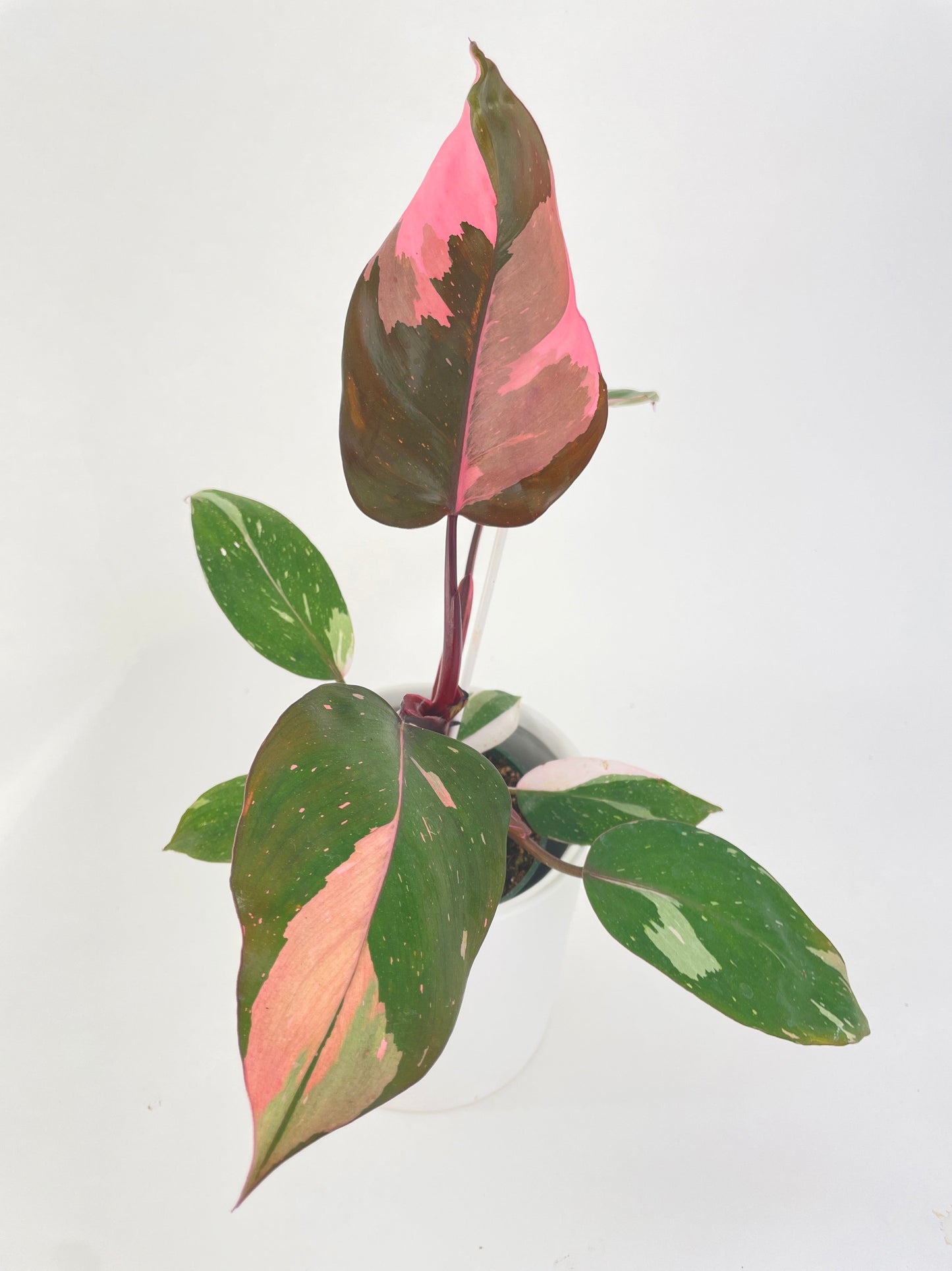 Philodendron Pink Princess by Bumble Plants