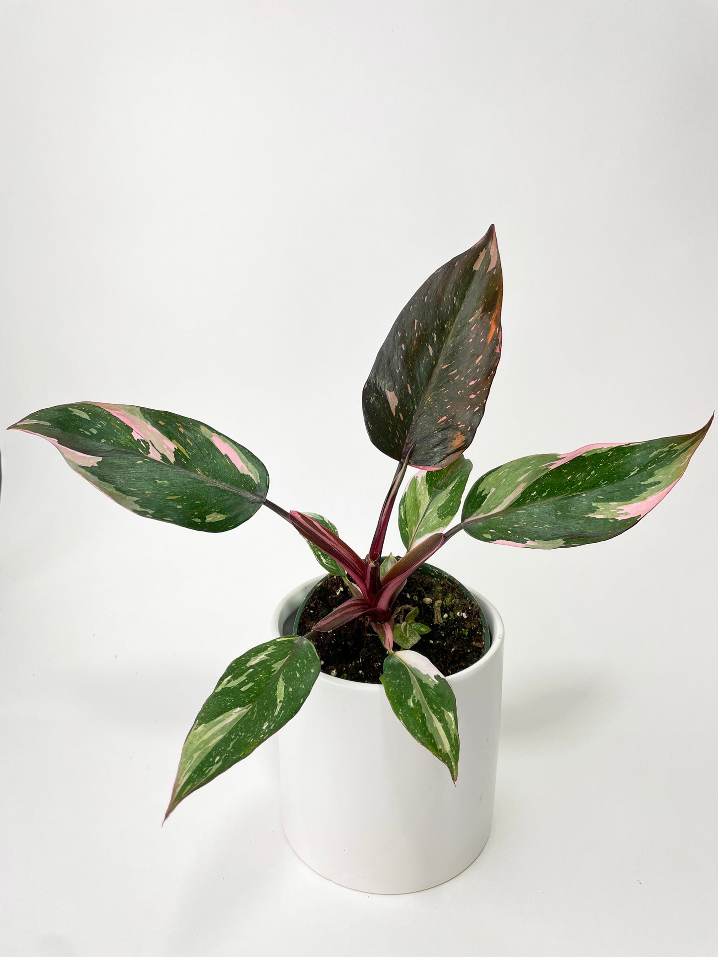 Philodendron Pink Princess by Bumble Plants