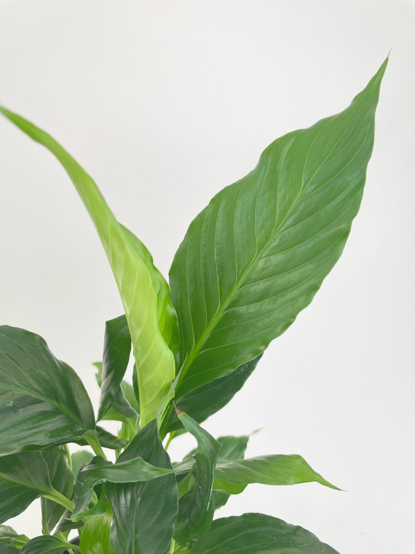 Peace Lily 'Spathiphyllum Wallisii' by Bumble Plants