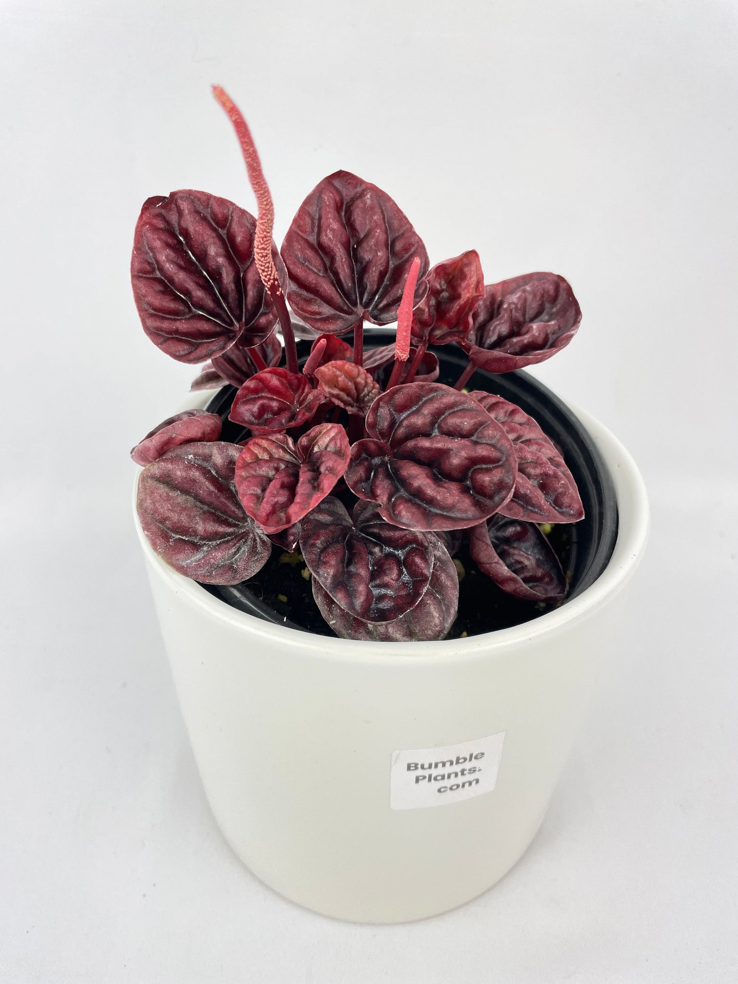 Peperomia Caperata 'Schumi Red' by Bumble Plants