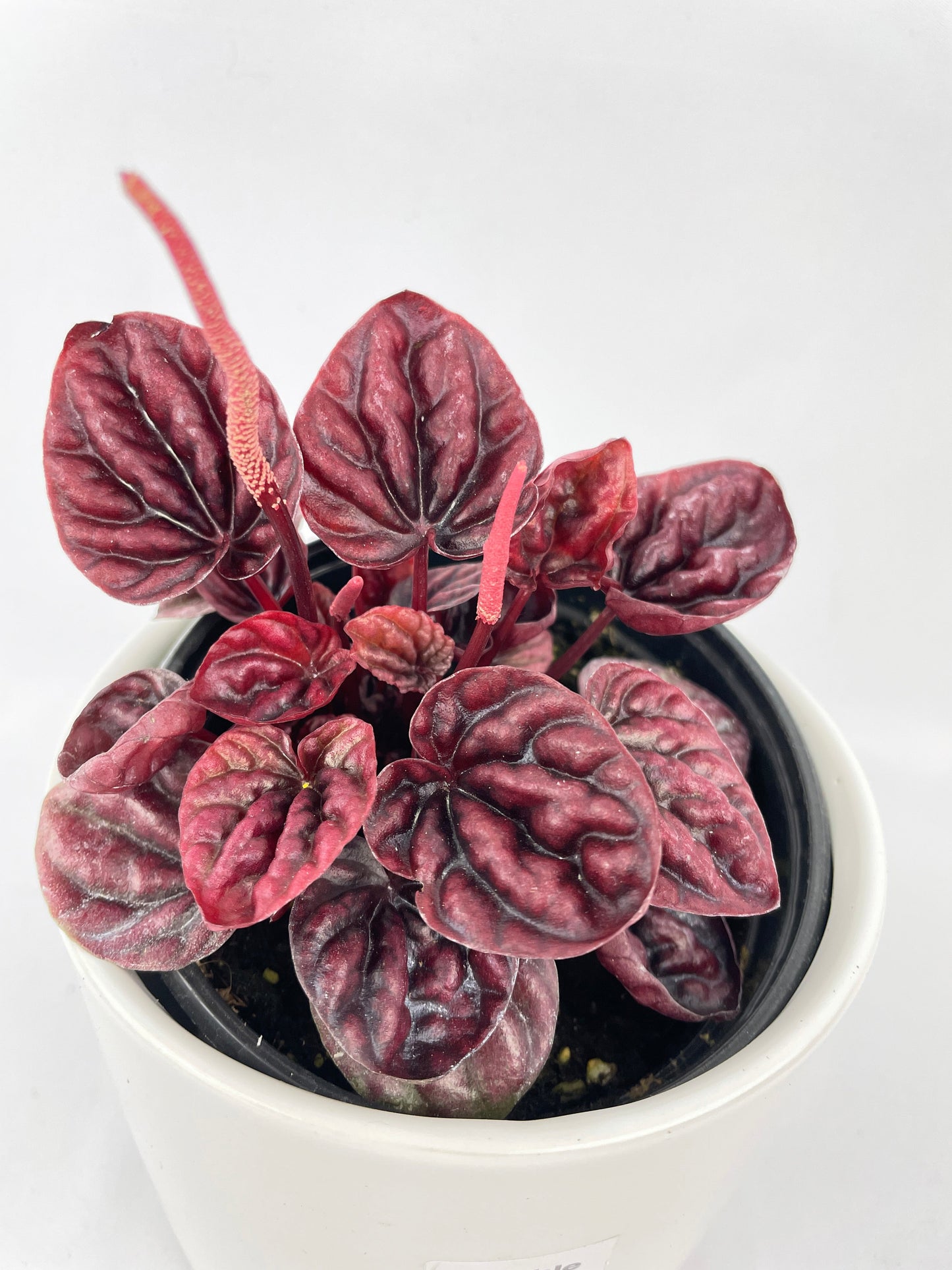 Peperomia Caperata 'Schumi Red' by Bumble Plants