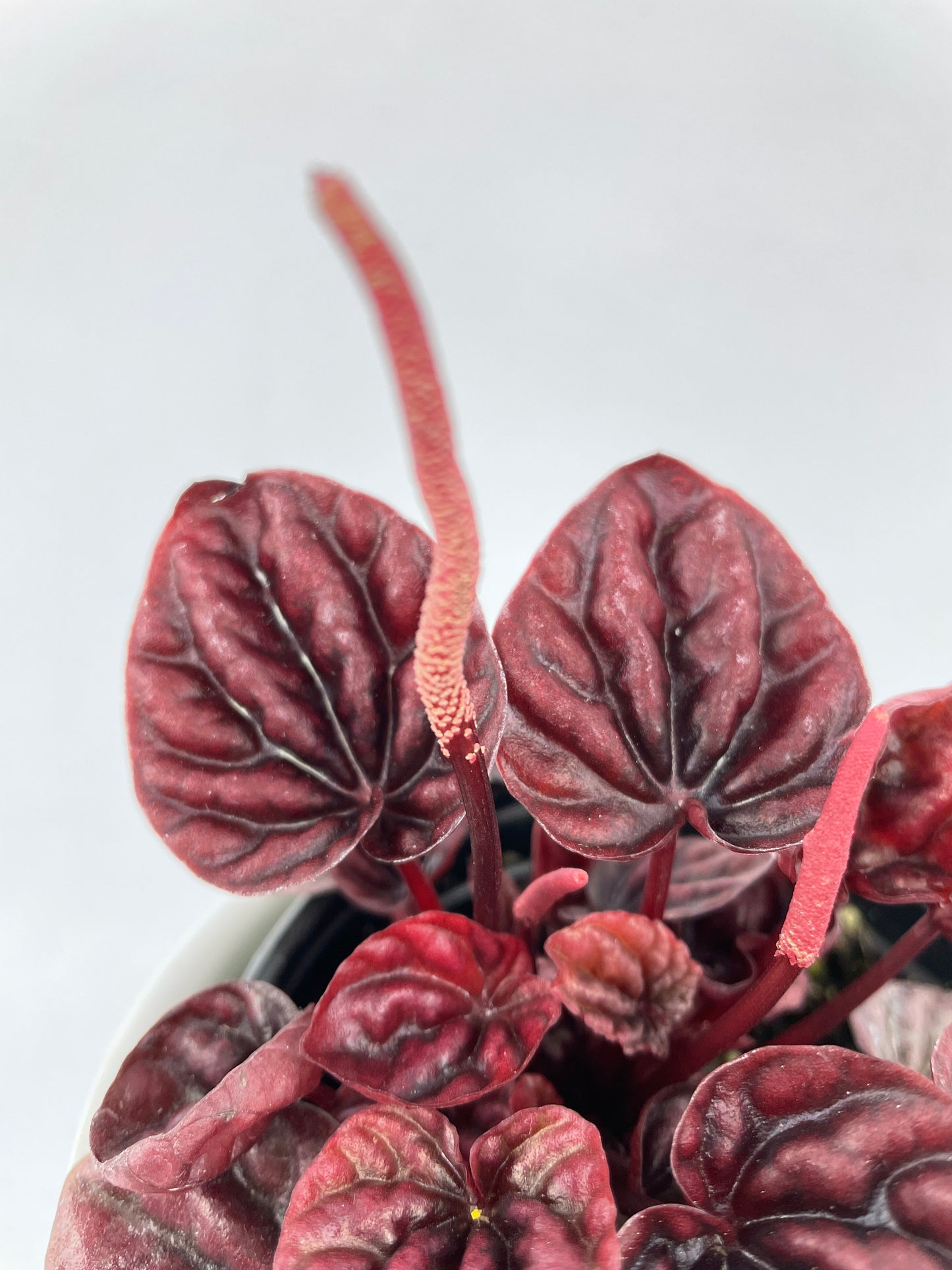 Peperomia Caperata 'Schumi Red' by Bumble Plants