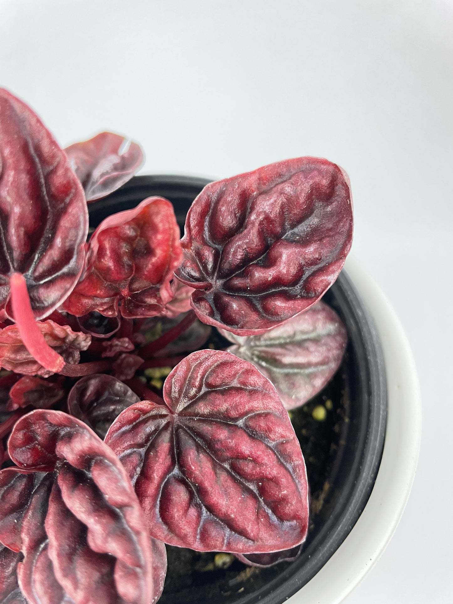 Peperomia Caperata 'Schumi Red' by Bumble Plants