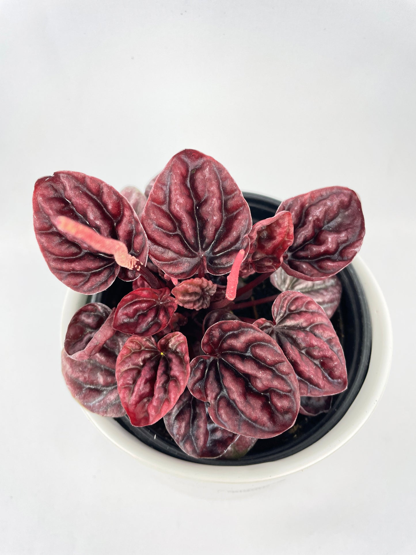 Peperomia Caperata 'Schumi Red' by Bumble Plants