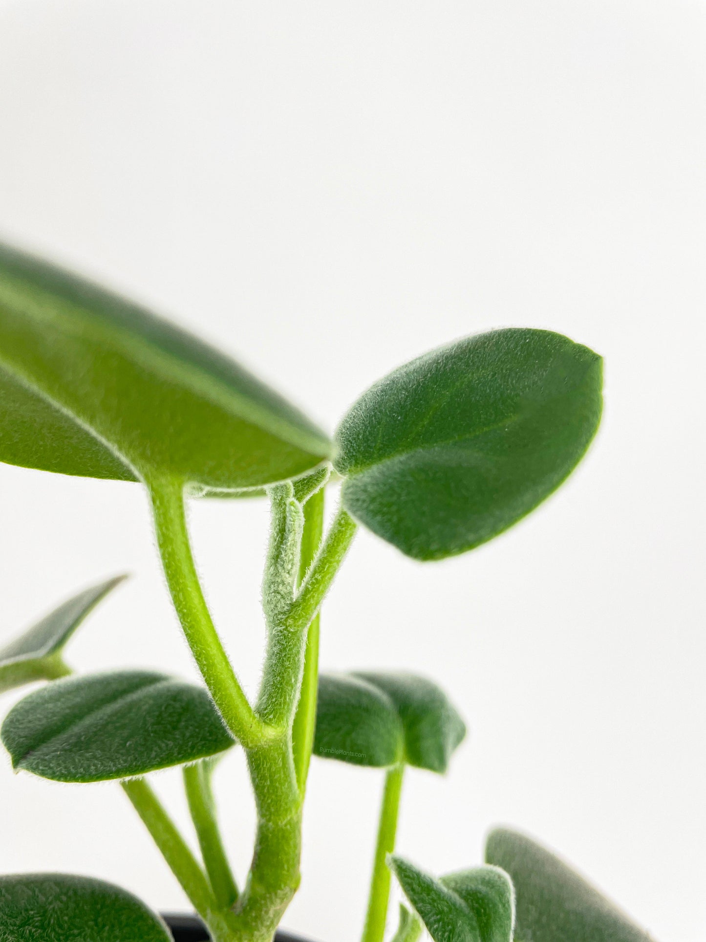 Peperomia Incana Fuzzy 'Felted Pepperface' by Bumble Plants