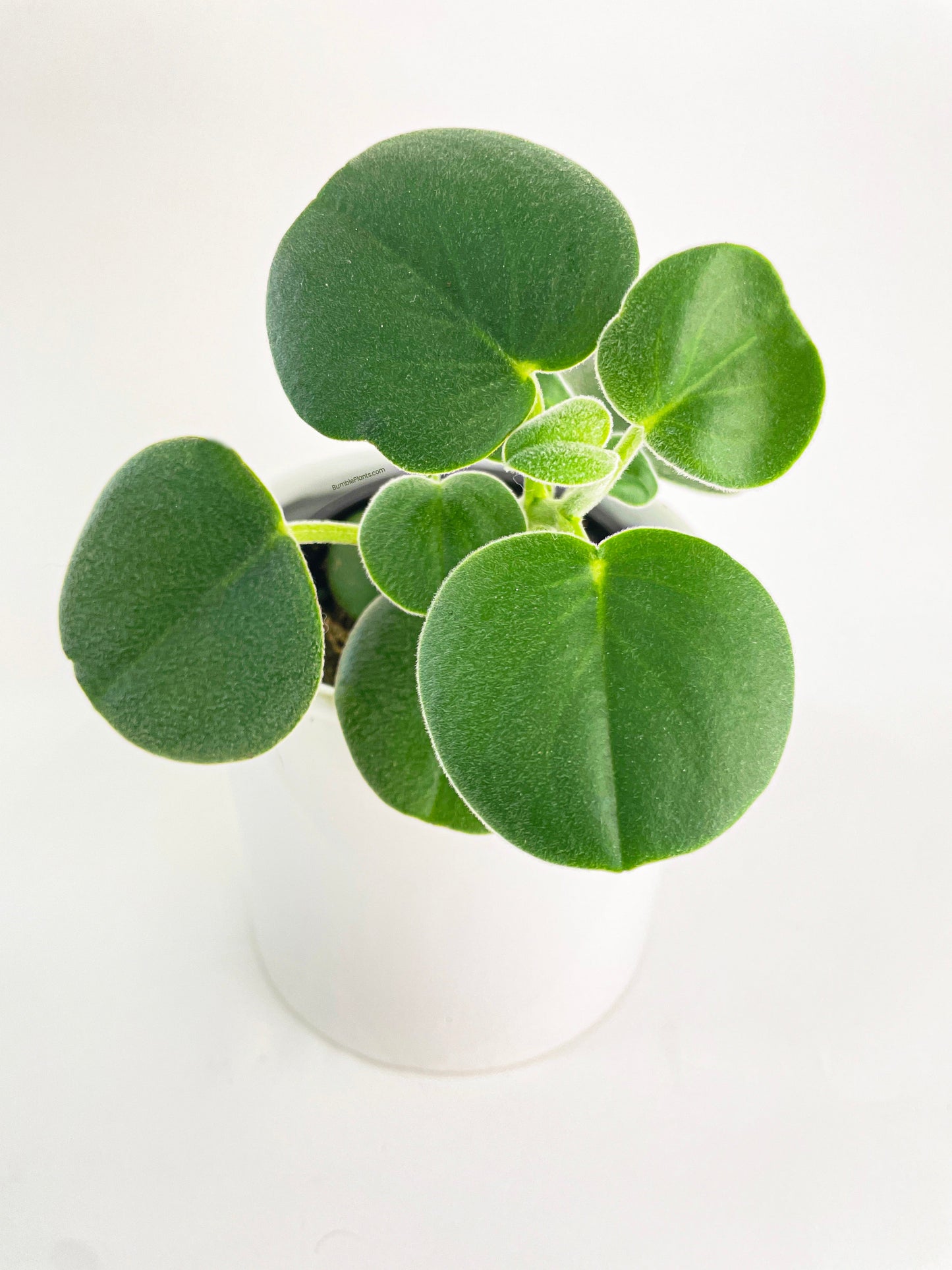 Peperomia Incana Fuzzy 'Felted Pepperface' by Bumble Plants