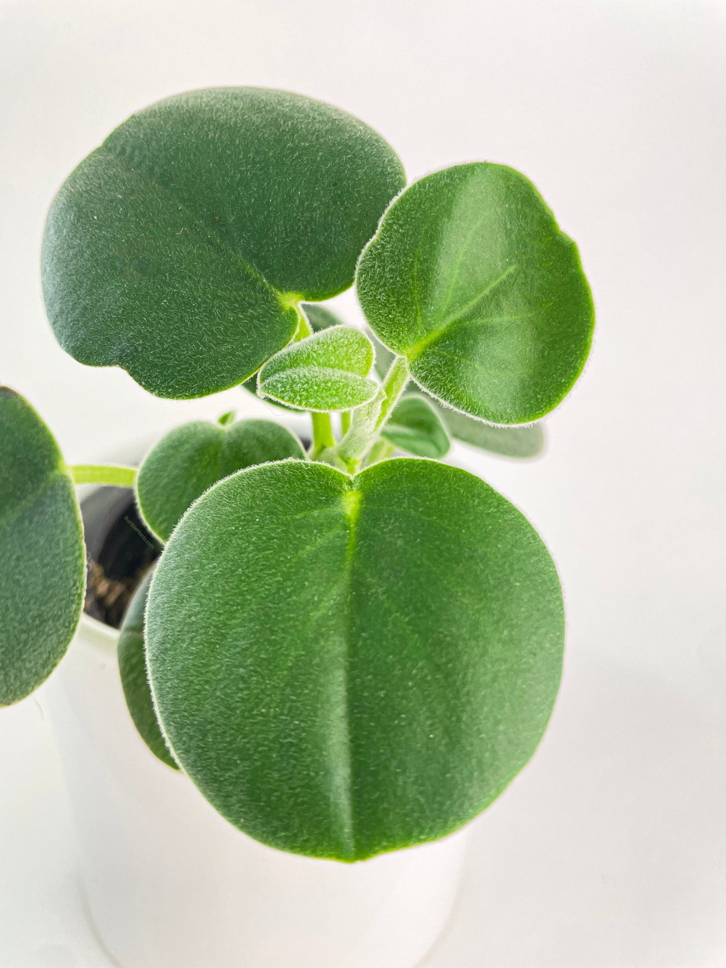 Peperomia Incana Fuzzy 'Felted Pepperface' by Bumble Plants