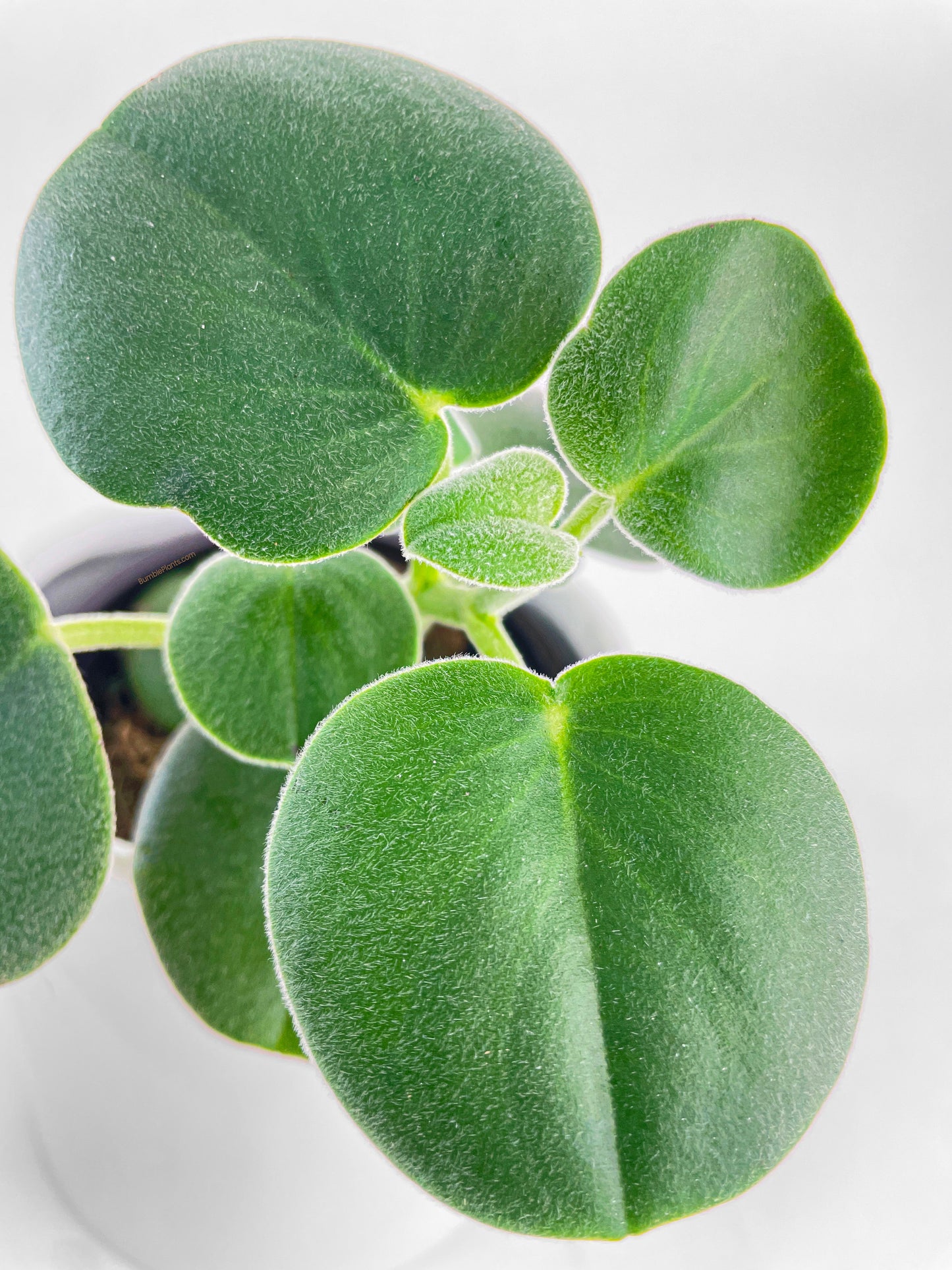 Peperomia Incana Fuzzy 'Felted Pepperface' by Bumble Plants