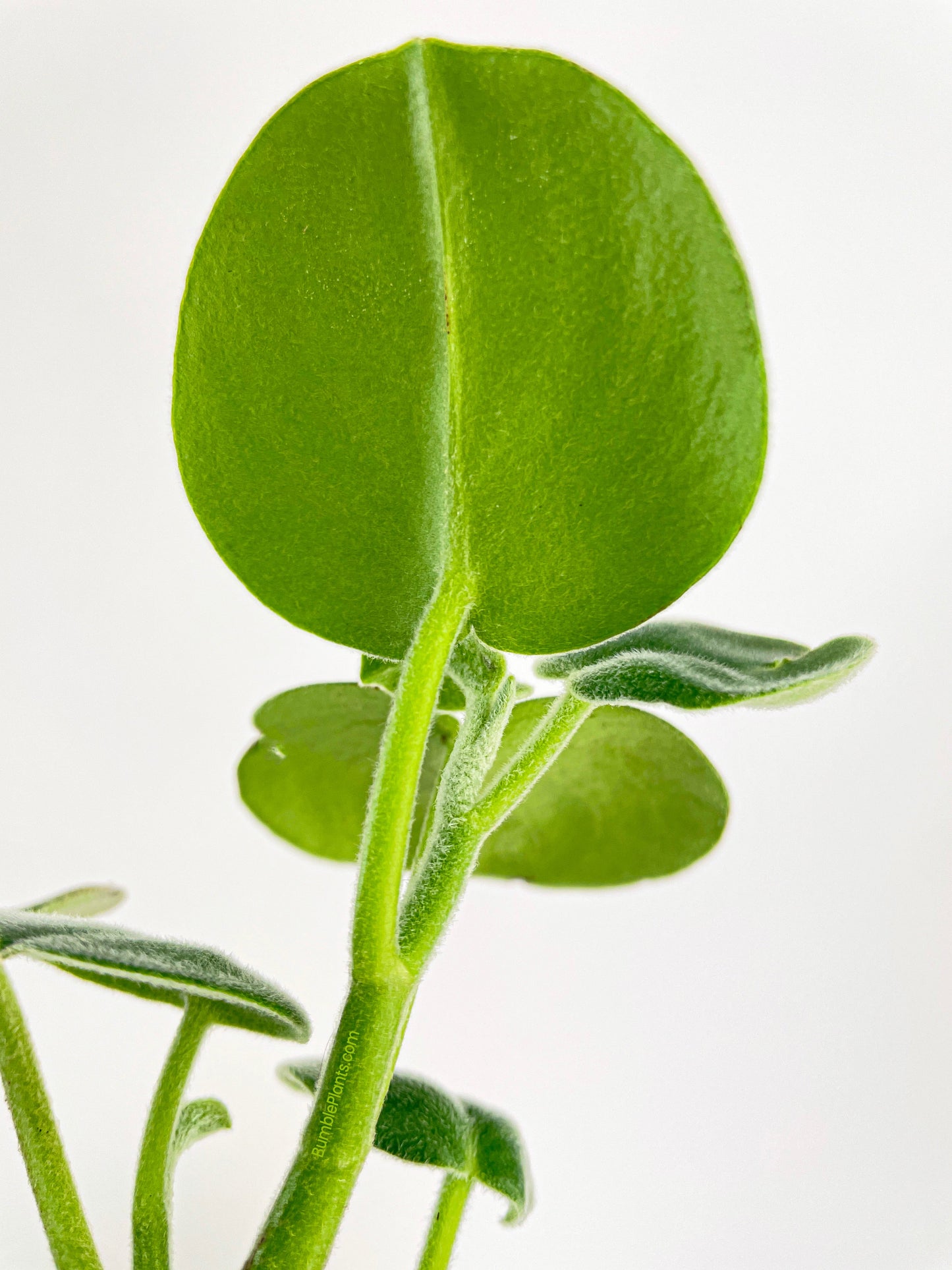 Peperomia Incana Fuzzy 'Felted Pepperface' by Bumble Plants