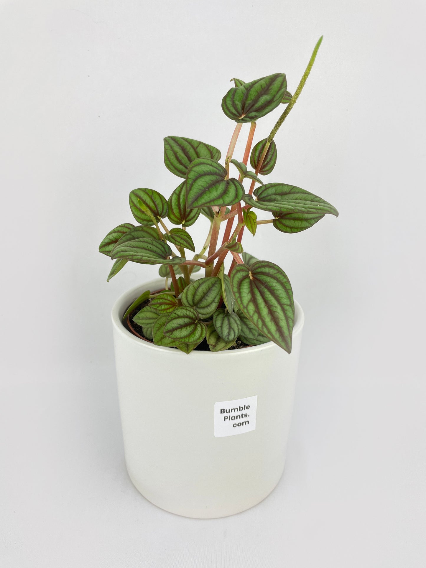 Peperomia Piccolo Banda by Bumble Plants