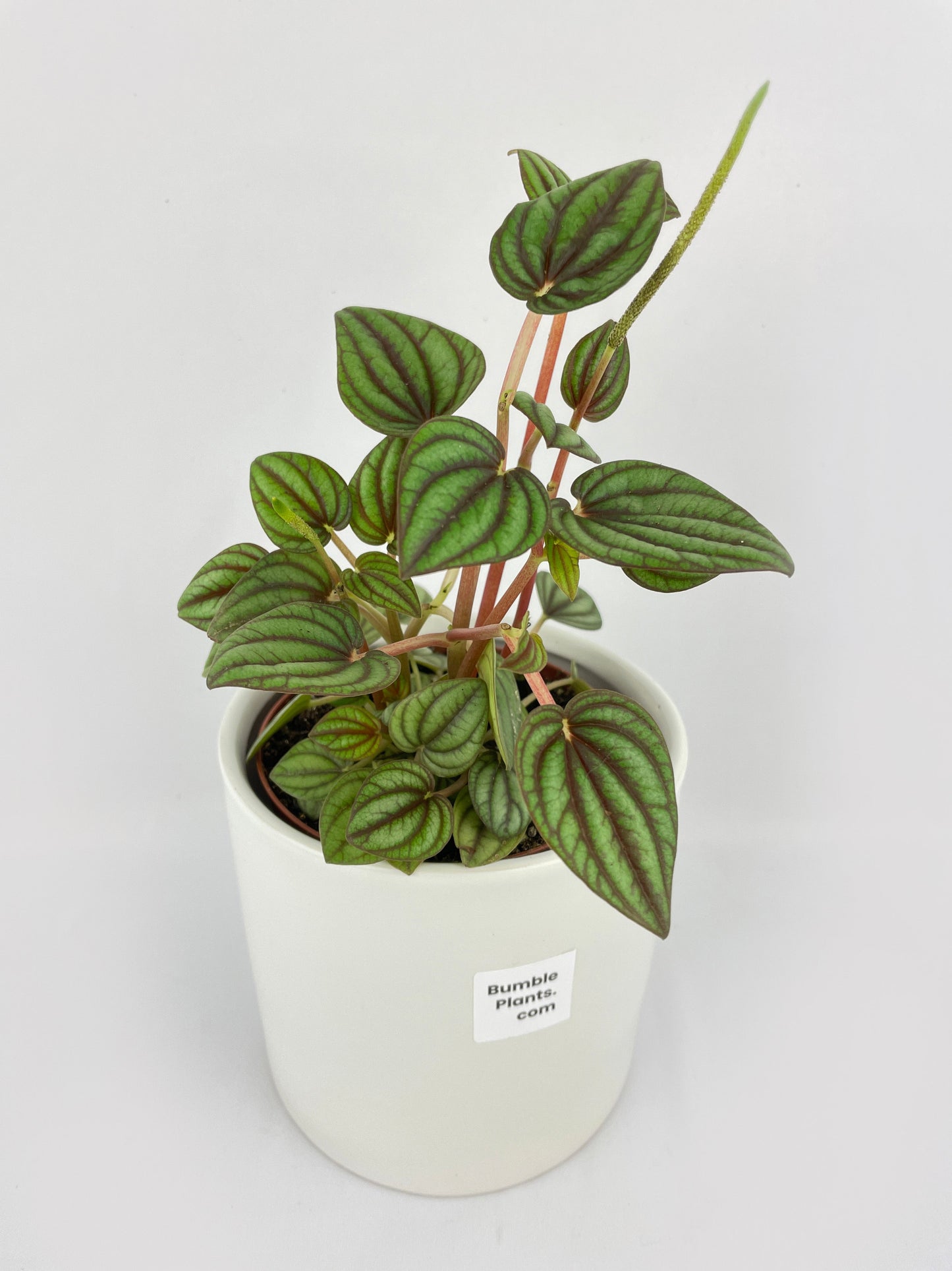 Peperomia Piccolo Banda by Bumble Plants