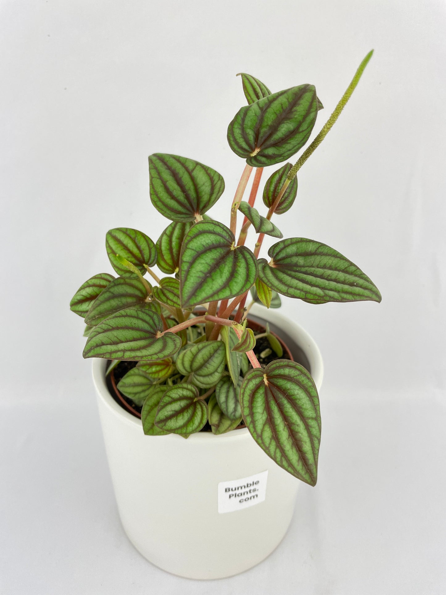 Peperomia Piccolo Banda by Bumble Plants