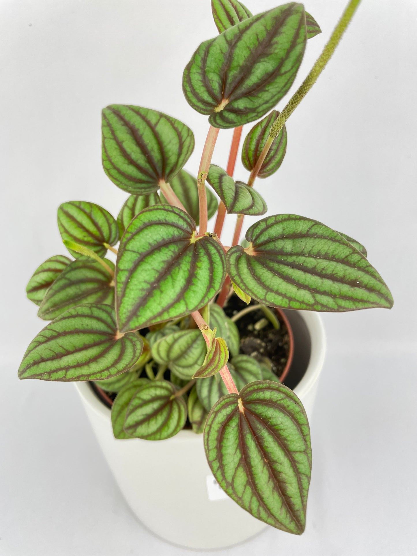 Peperomia Piccolo Banda by Bumble Plants