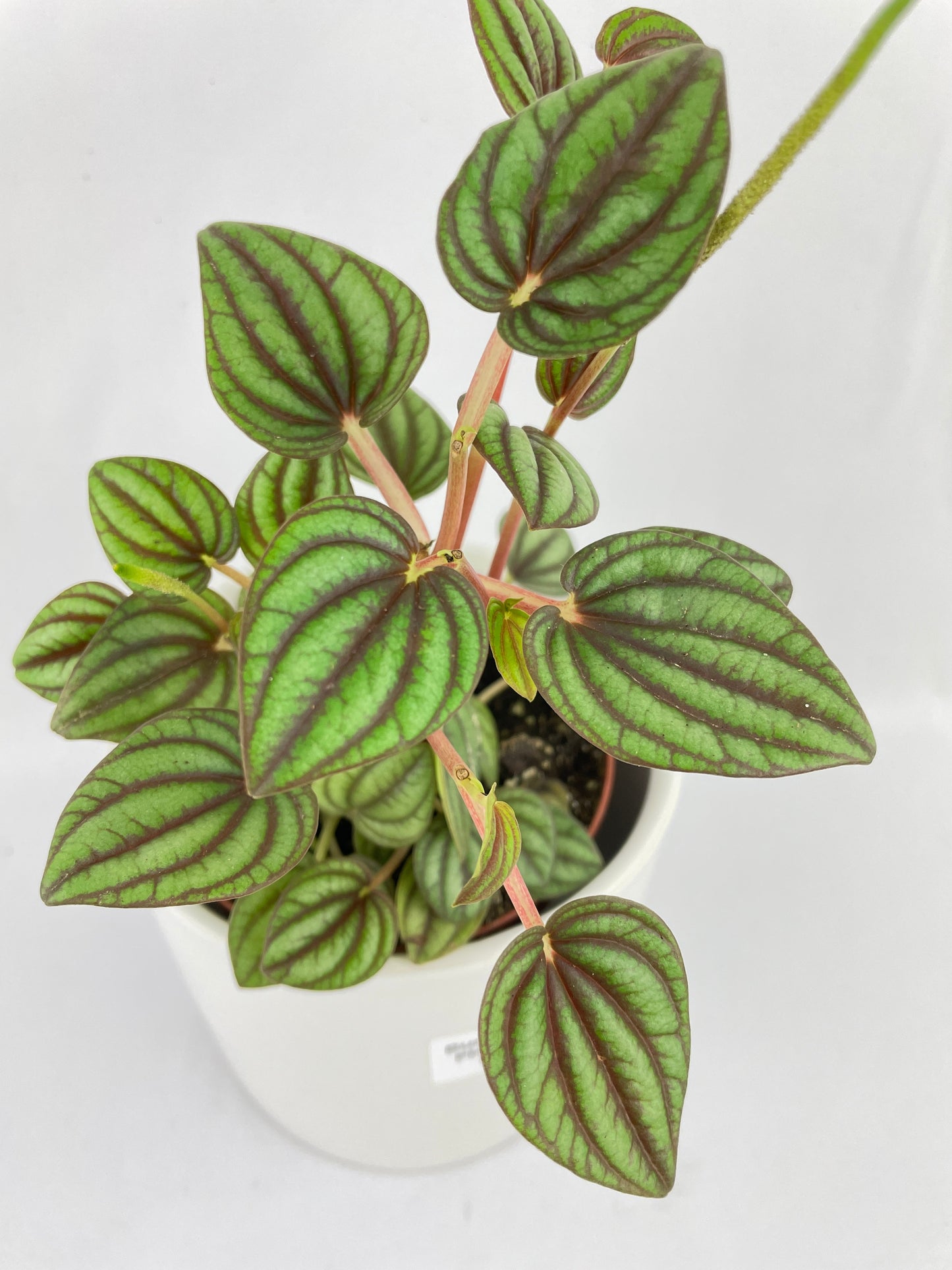 Peperomia Piccolo Banda by Bumble Plants