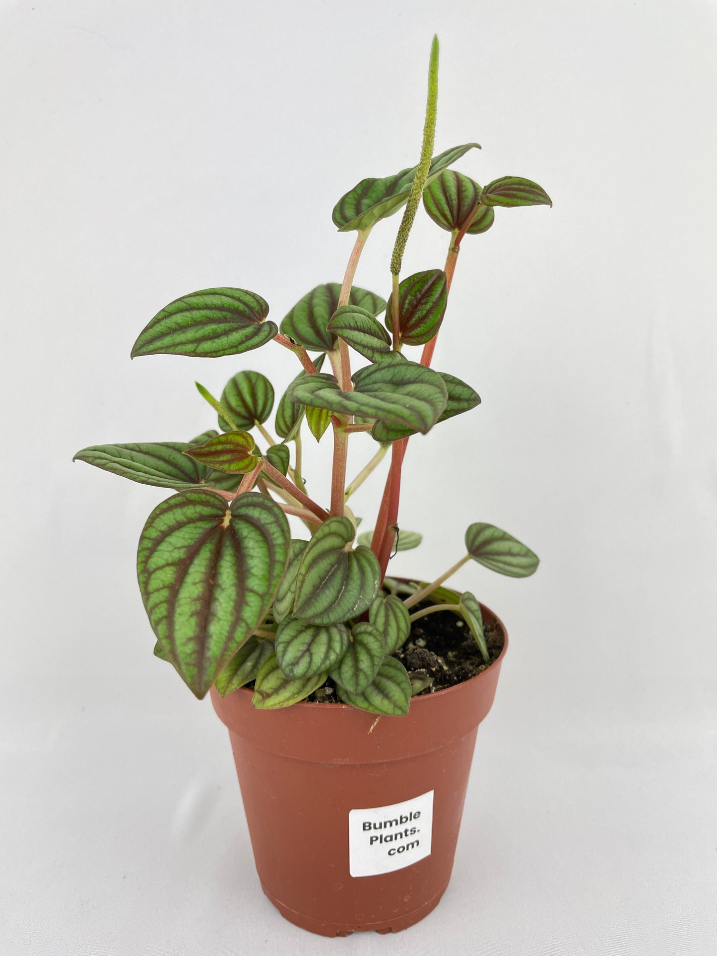 Peperomia Piccolo Banda by Bumble Plants