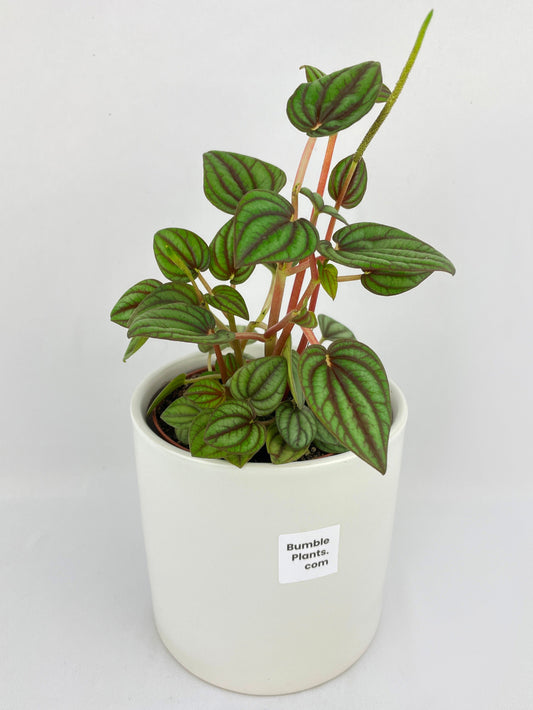 Peperomia Piccolo Banda by Bumble Plants