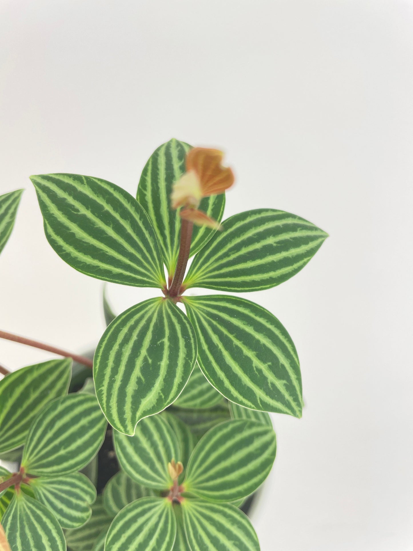 Peperomia Puteolata by Bumble Plants