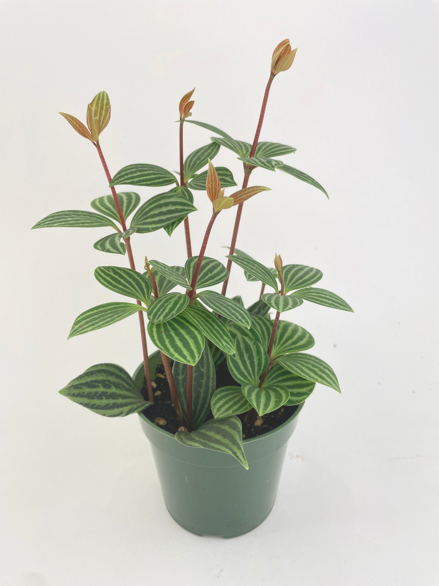 Peperomia Puteolata by Bumble Plants