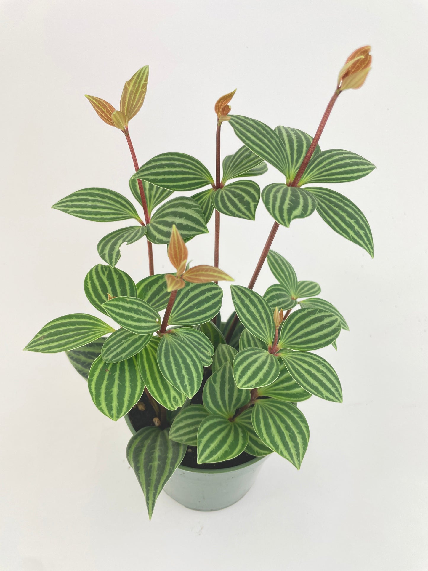 Peperomia Puteolata by Bumble Plants