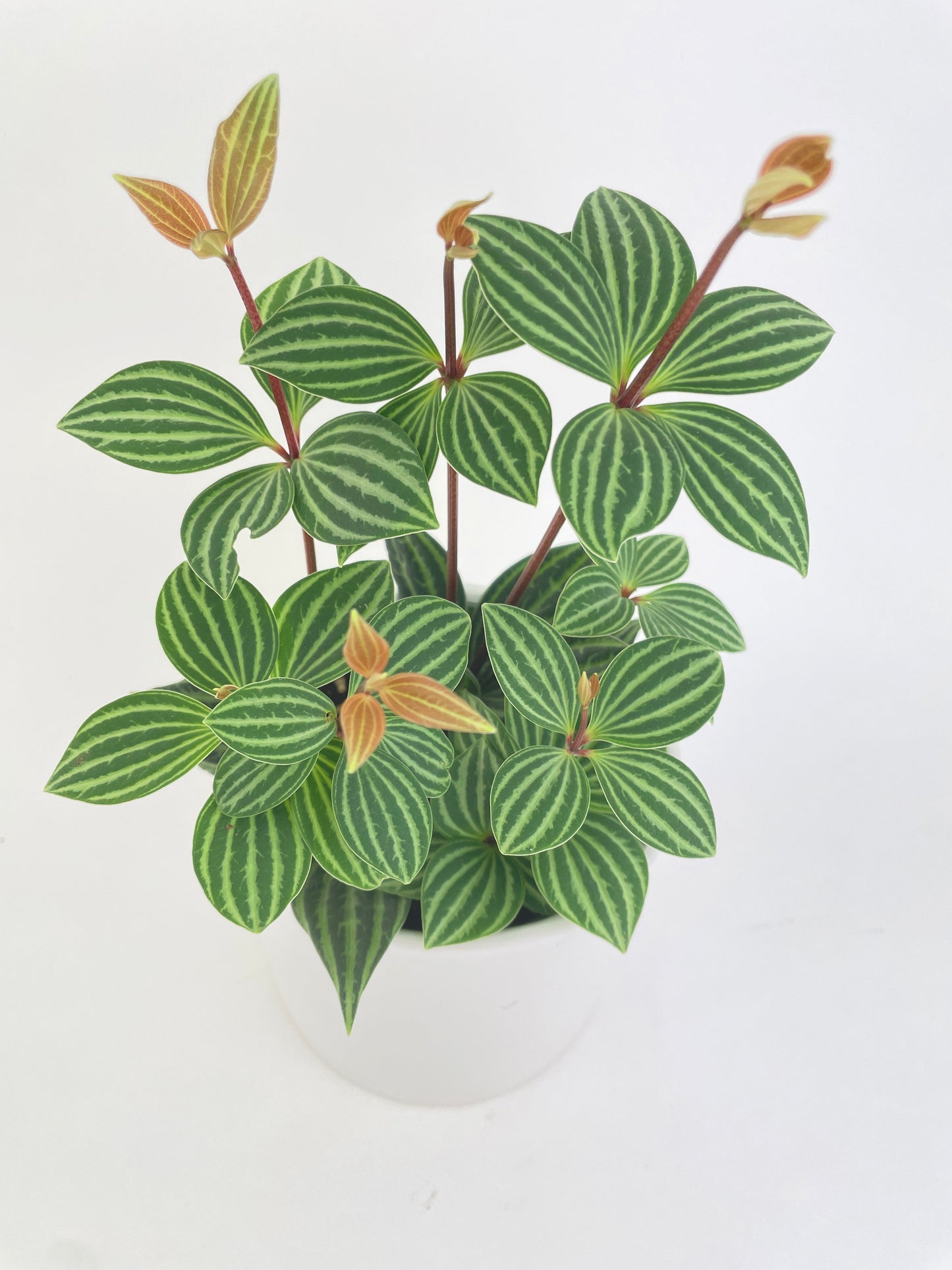 Peperomia Puteolata by Bumble Plants