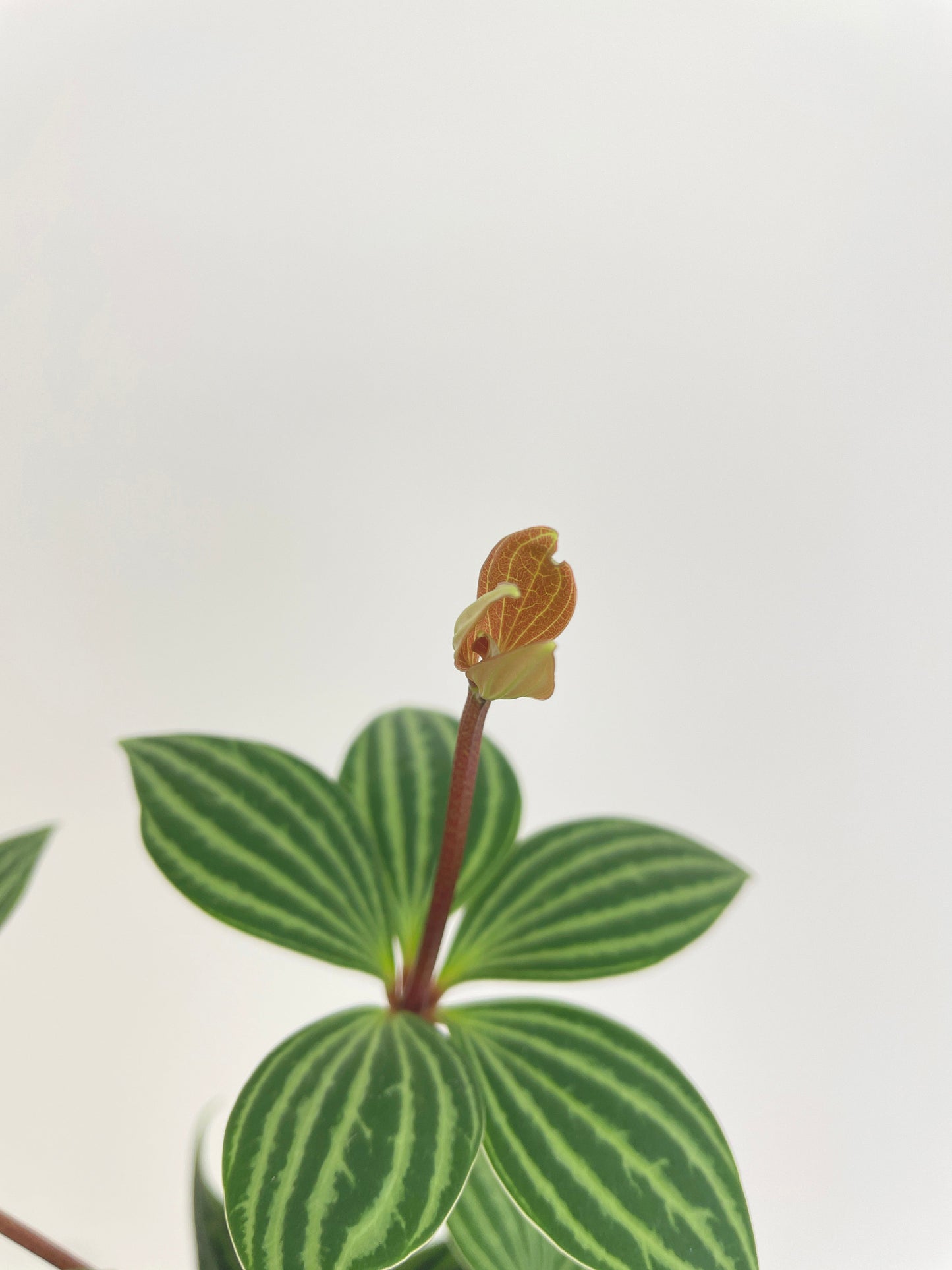 Peperomia Puteolata by Bumble Plants