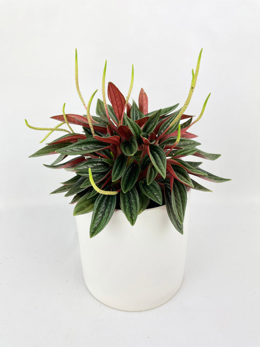 Peperomia Rosso by Bumble Plants