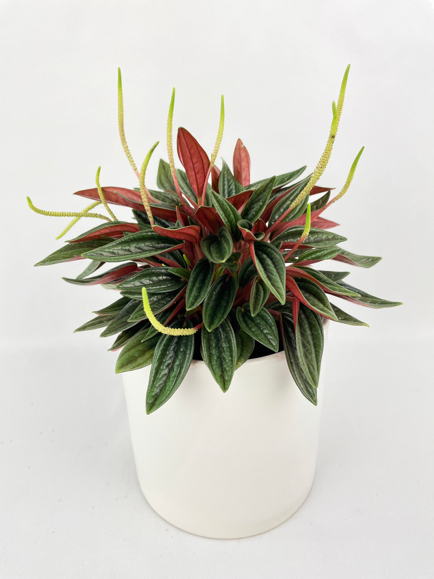 Peperomia Rosso by Bumble Plants