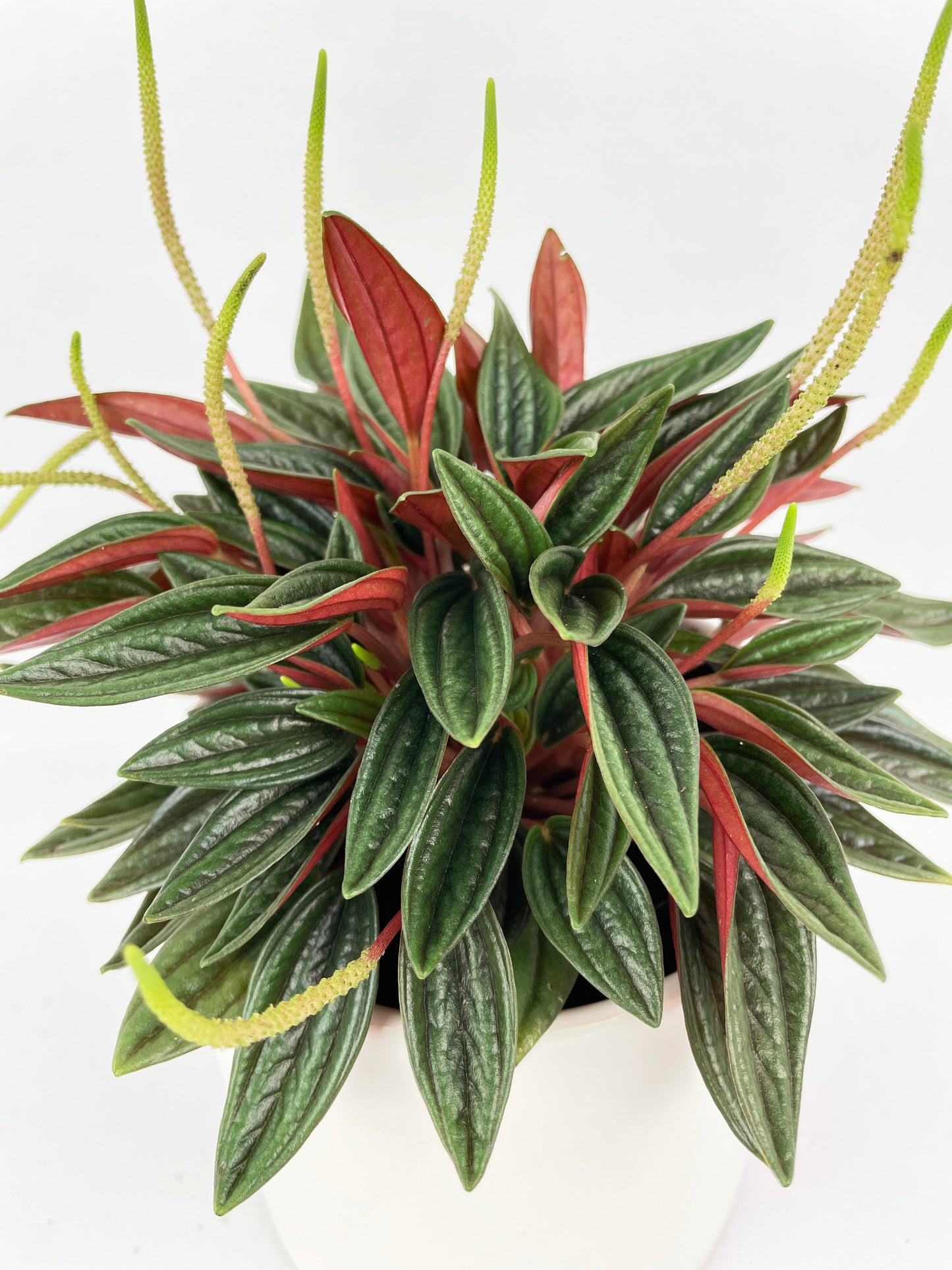 Peperomia Rosso by Bumble Plants