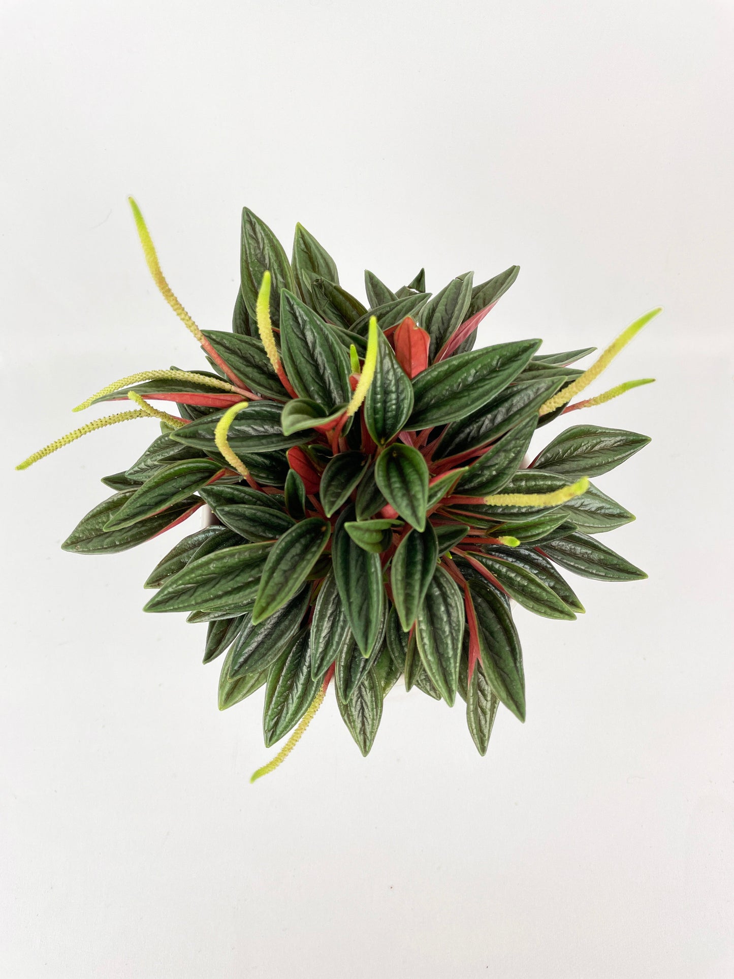 Peperomia Rosso by Bumble Plants