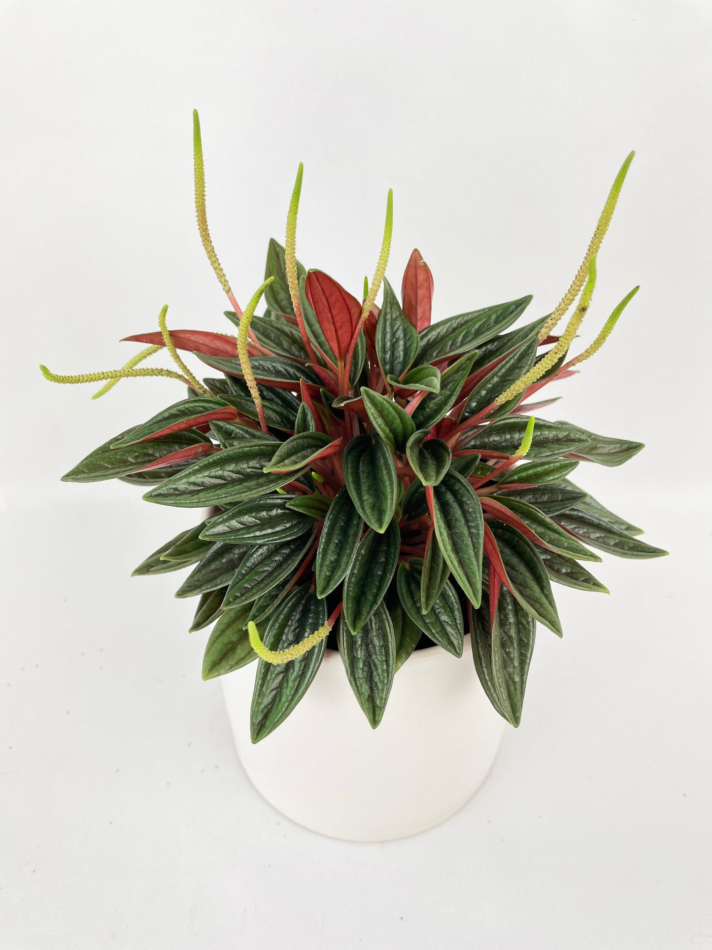 Peperomia Rosso by Bumble Plants