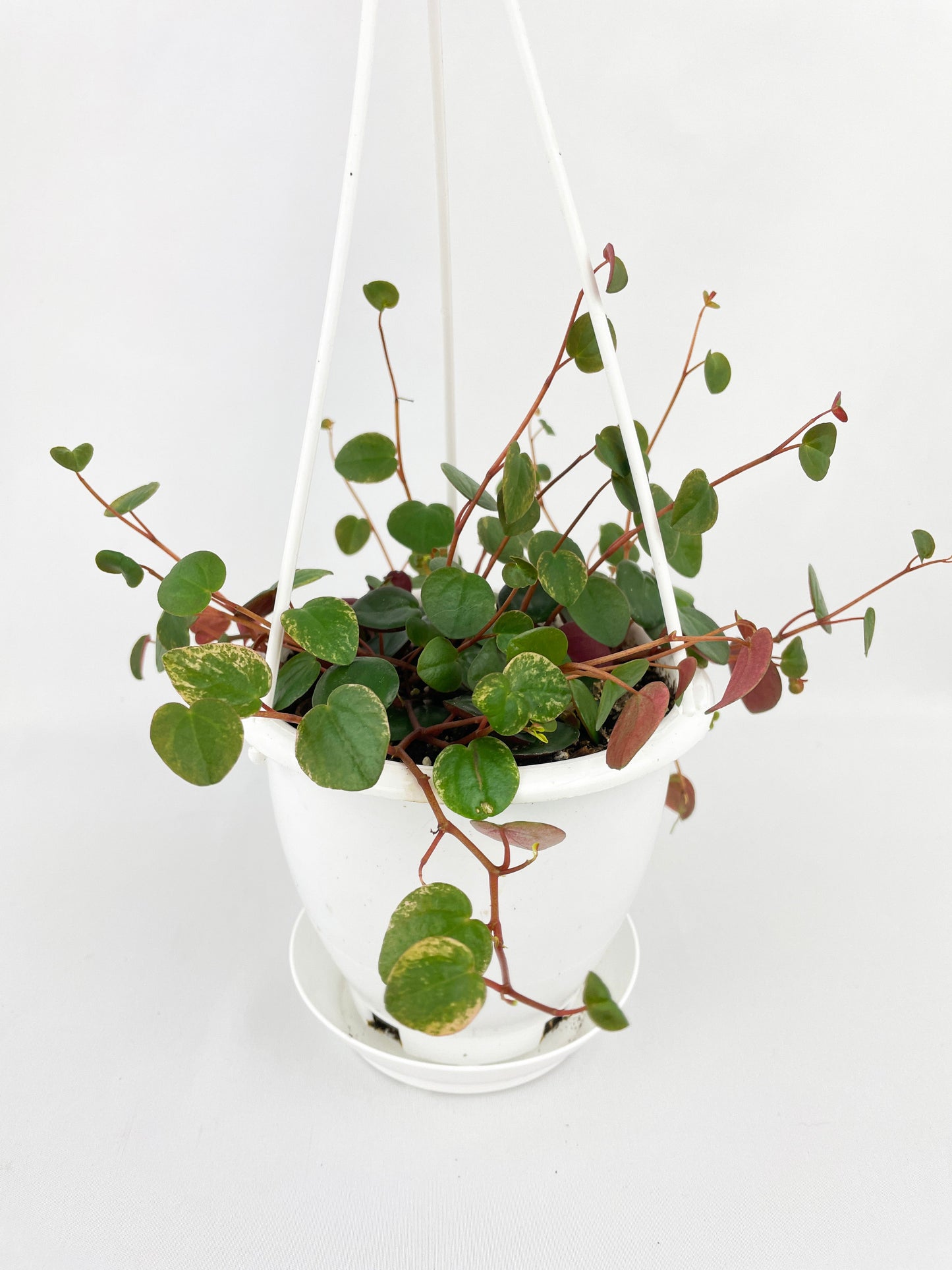 Peperomia Ruby Cascade by Bumble Plants