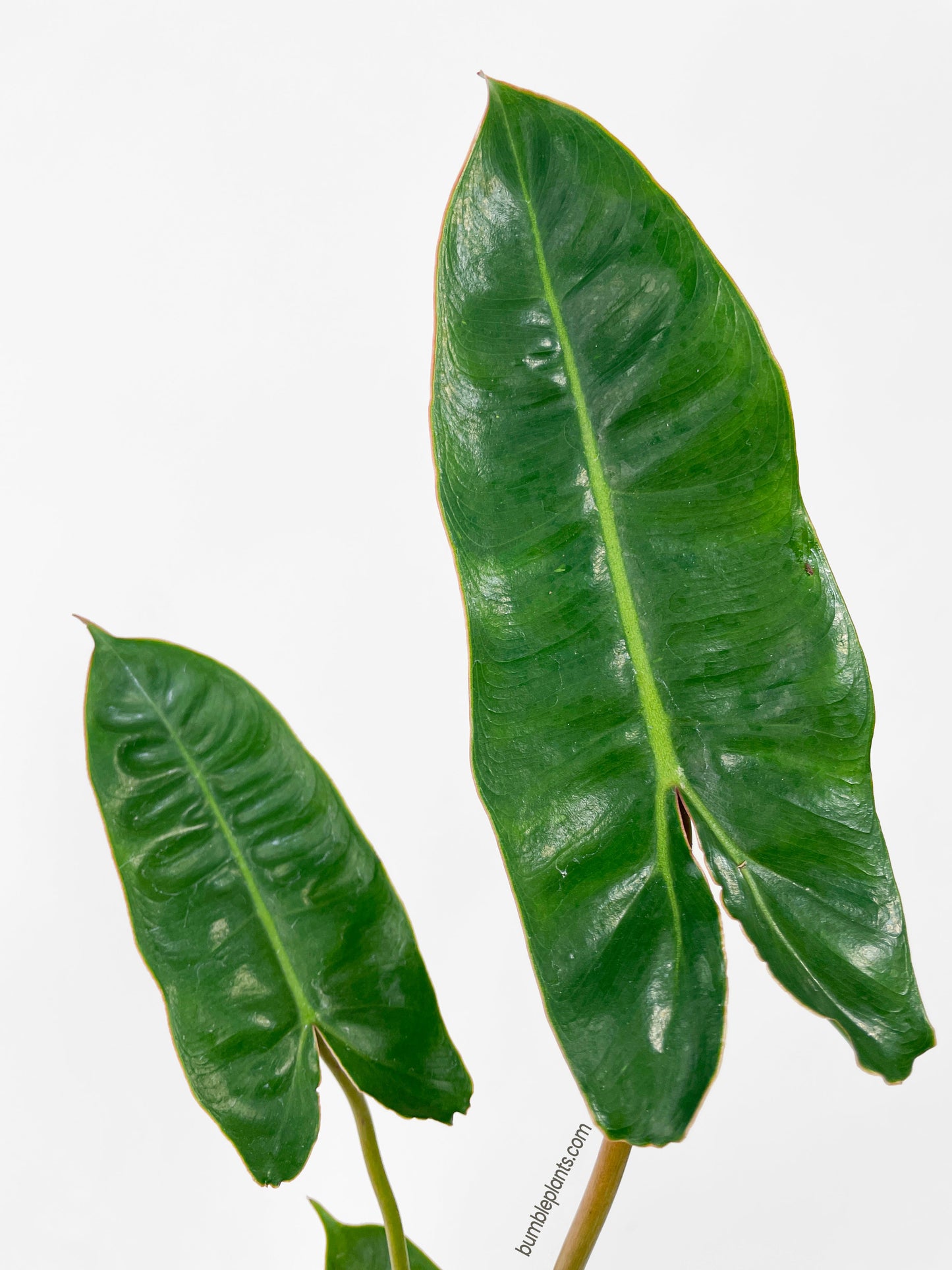 Philodendron Billietiae by Bumble Plants