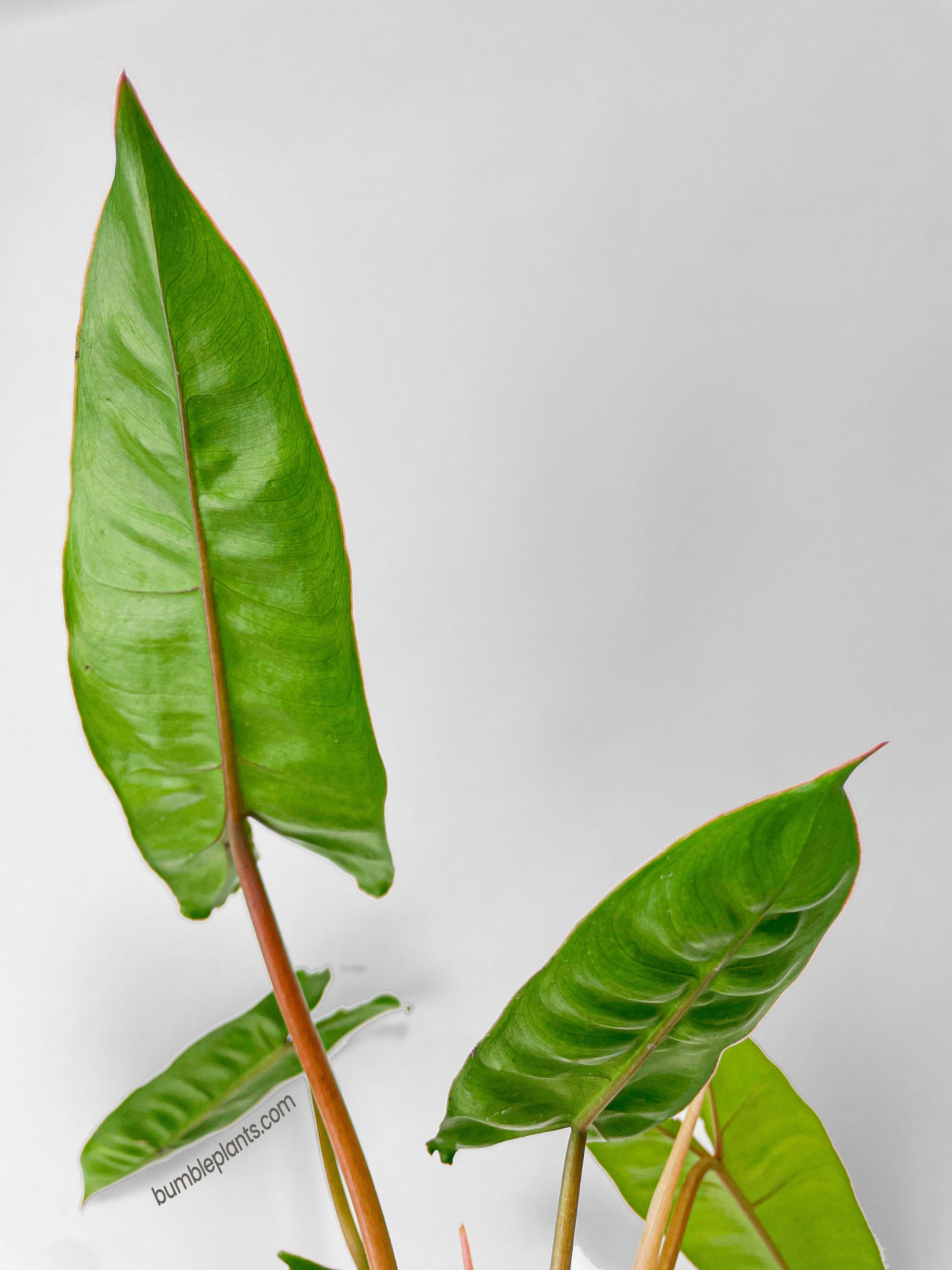 Philodendron Billietiae by Bumble Plants