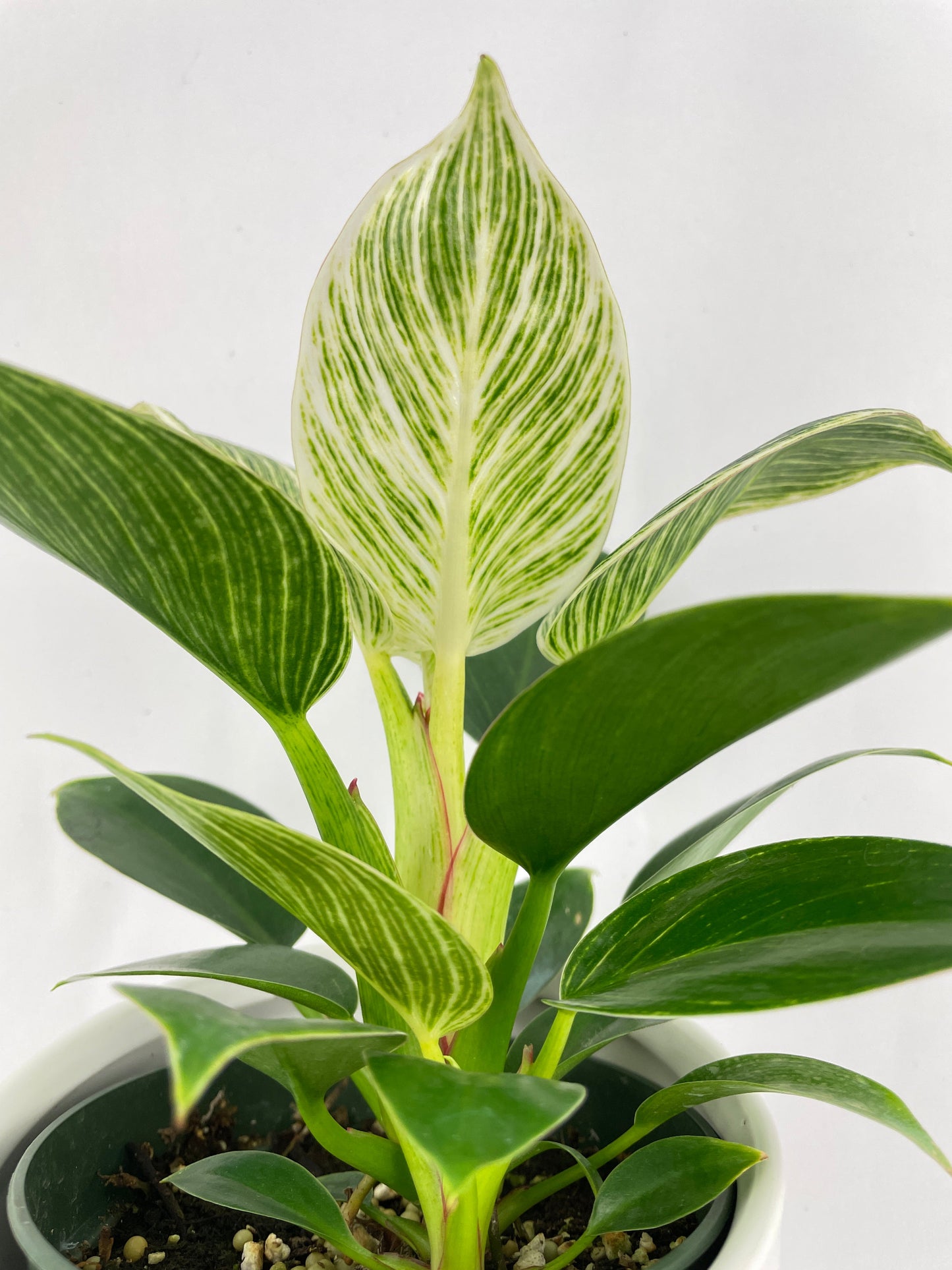 Philodendron Birkin Variegata by Bumble Plants